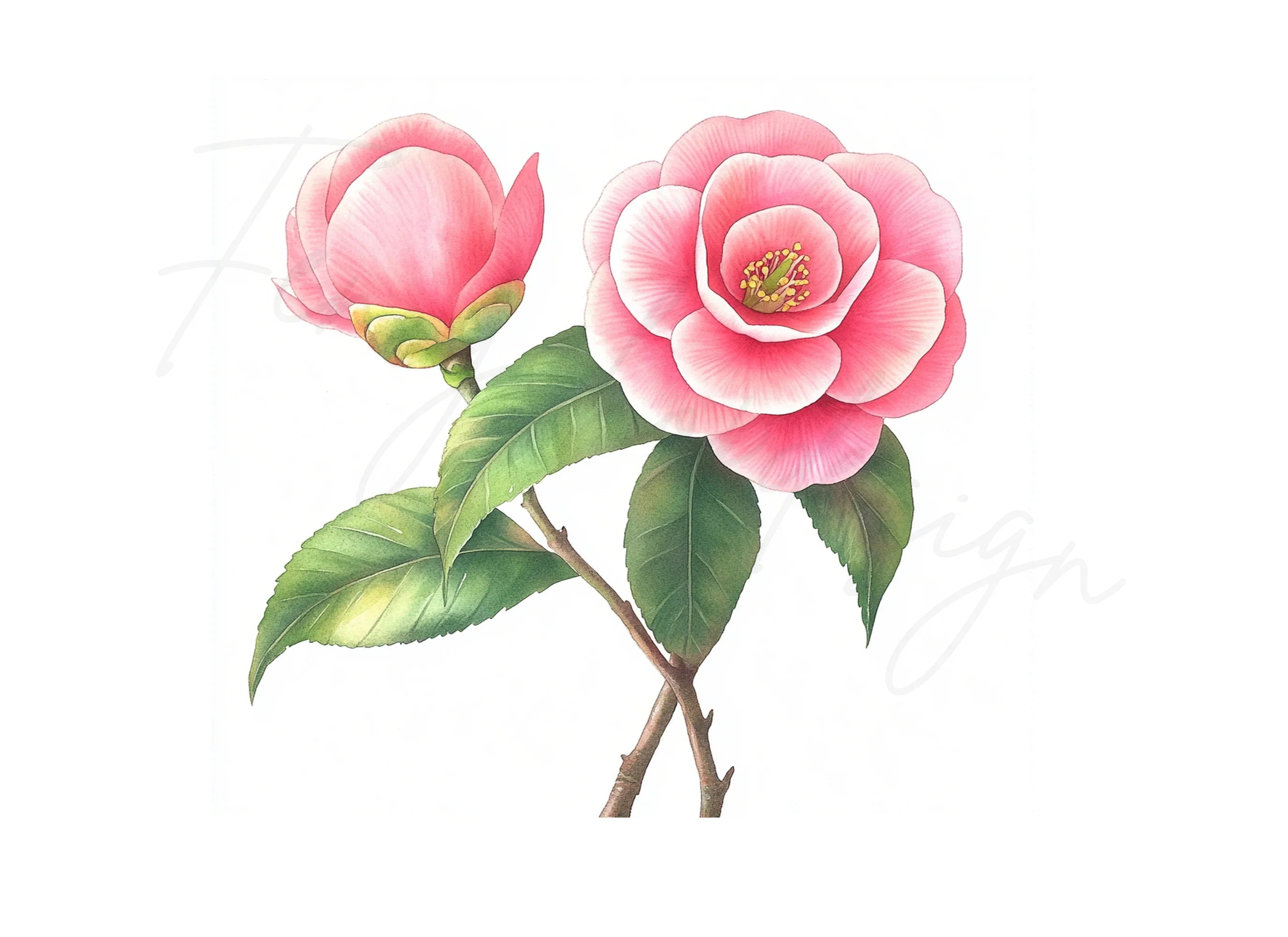 Elegant Pink Camellia Flower Clipart Bundle
