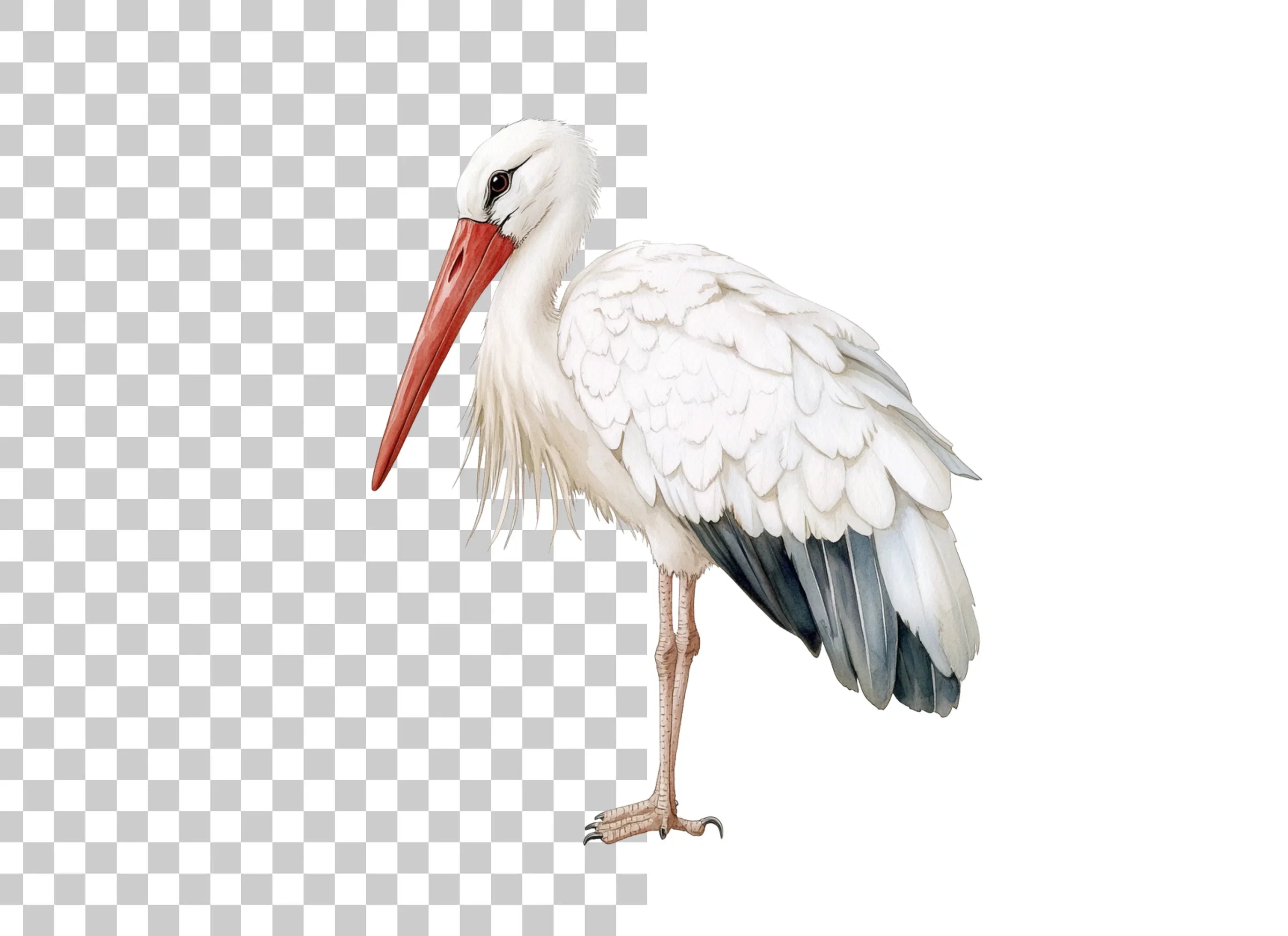 Vibrant Stork Designs Clipart Bundle