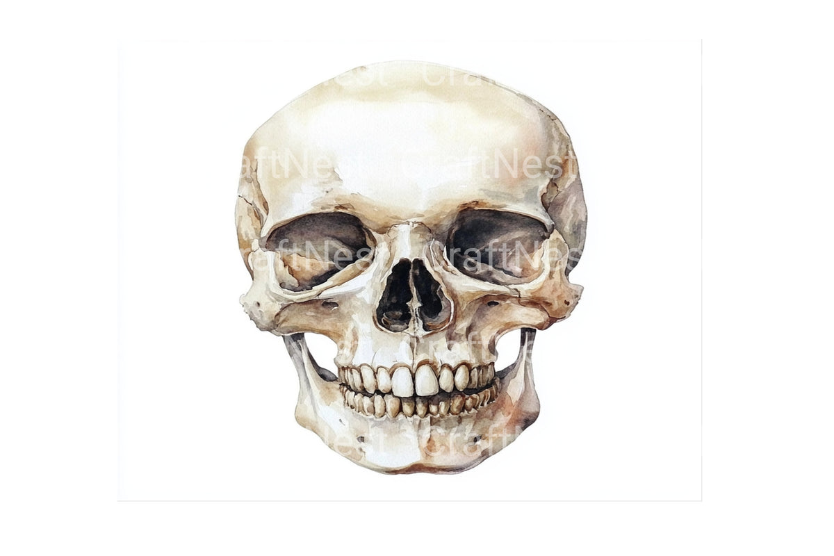 Anatomical Skull Graphics Clipart Bundle