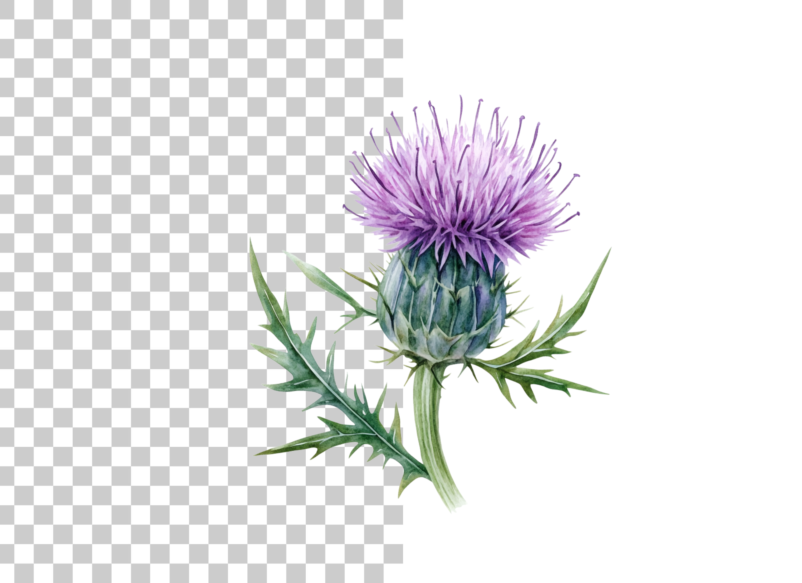 Scottish Thistle Flower Clipart Bundle