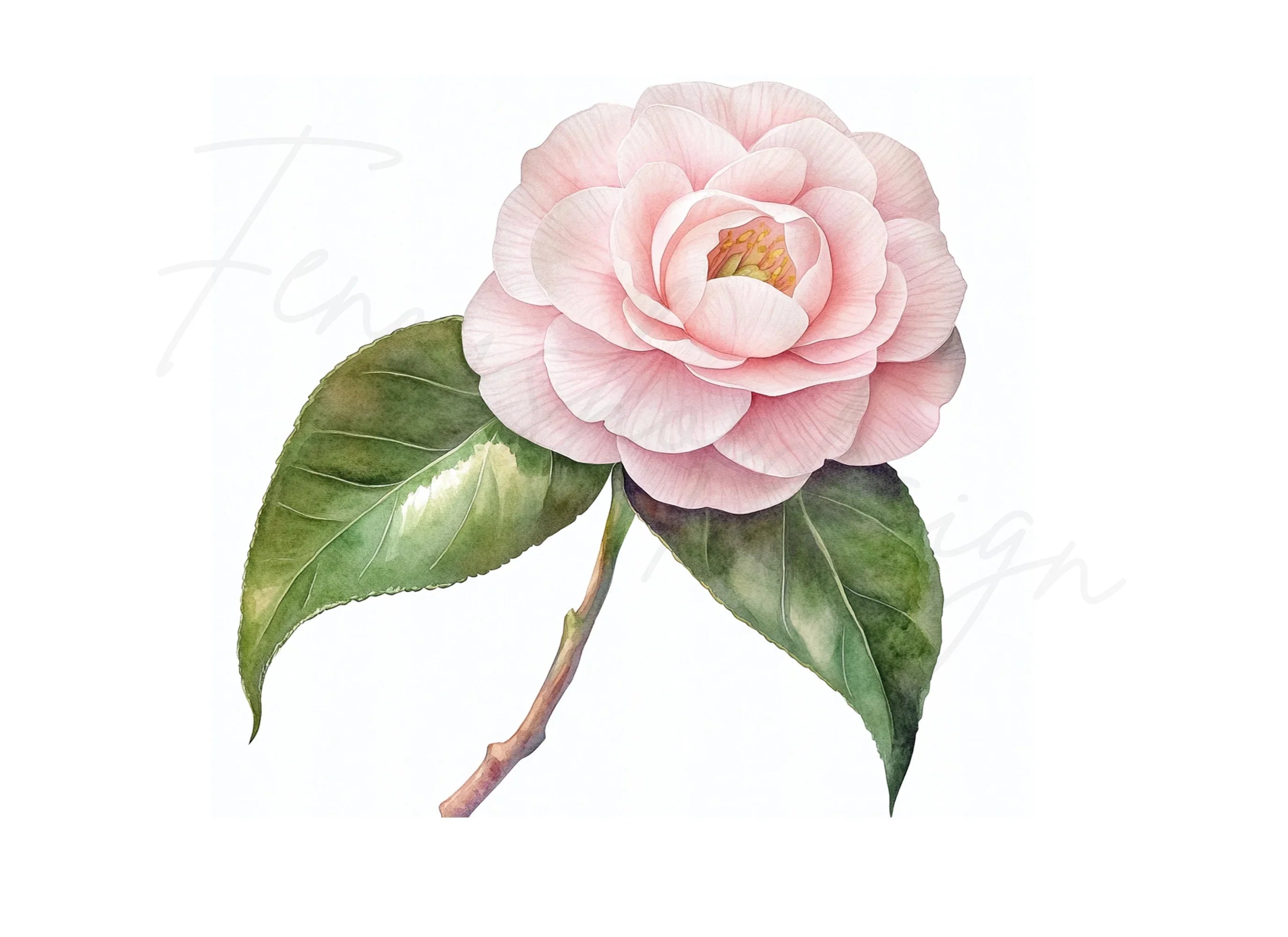 Pink Camellia Flower Clipart Bundle
