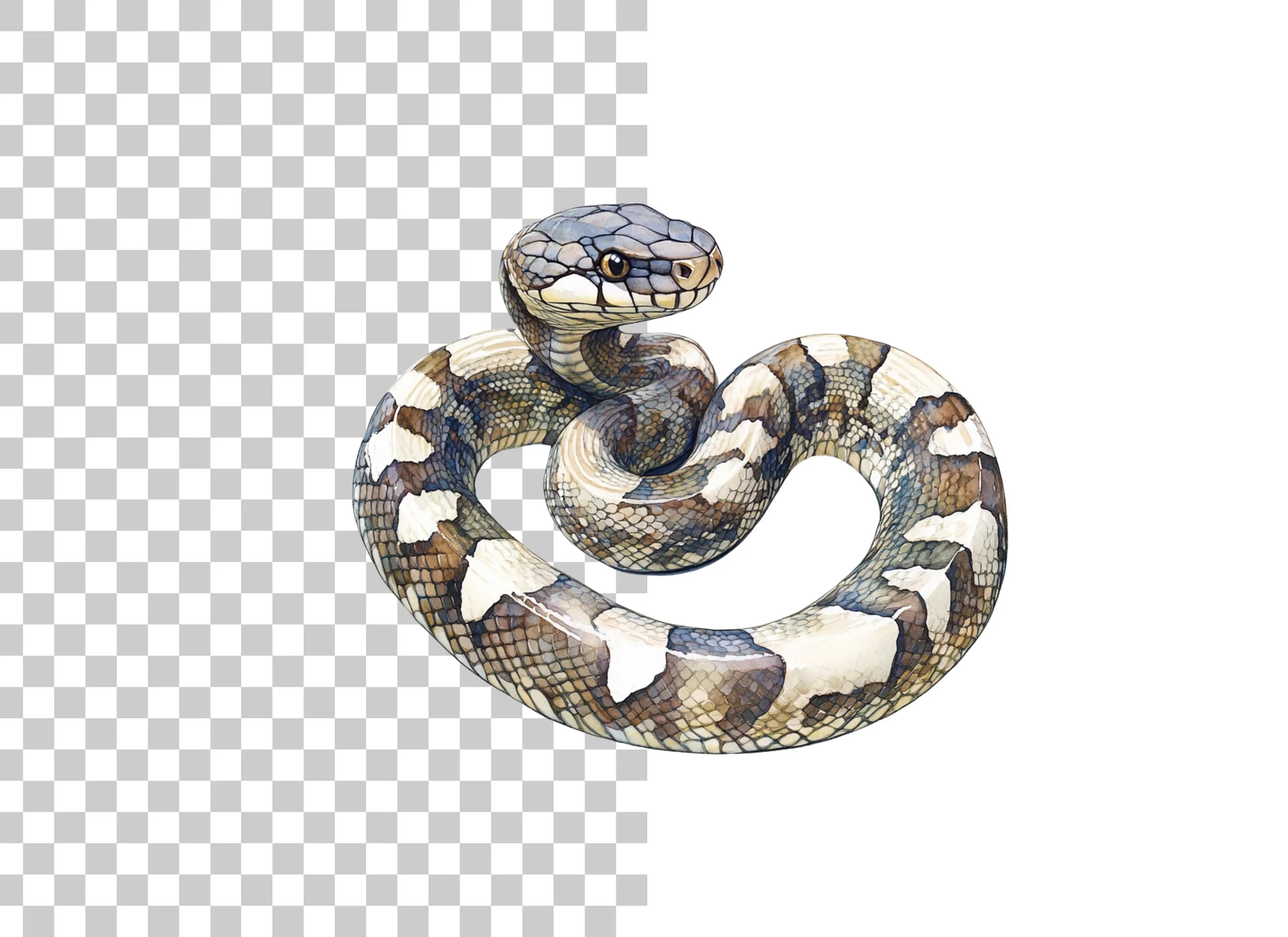 Coiled Snake Clipart Bundle