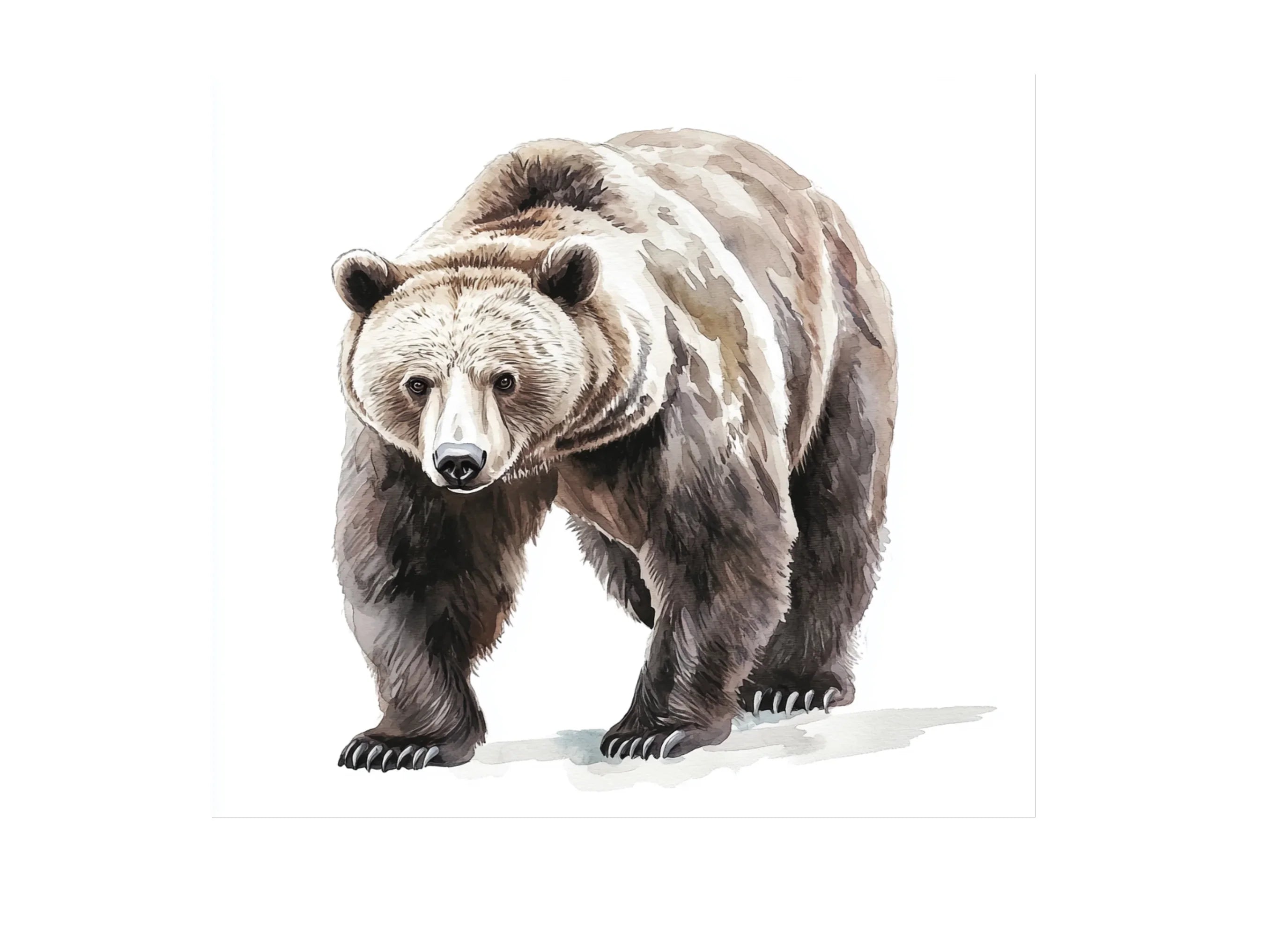 Grizzly Bear Clipart Bundle
