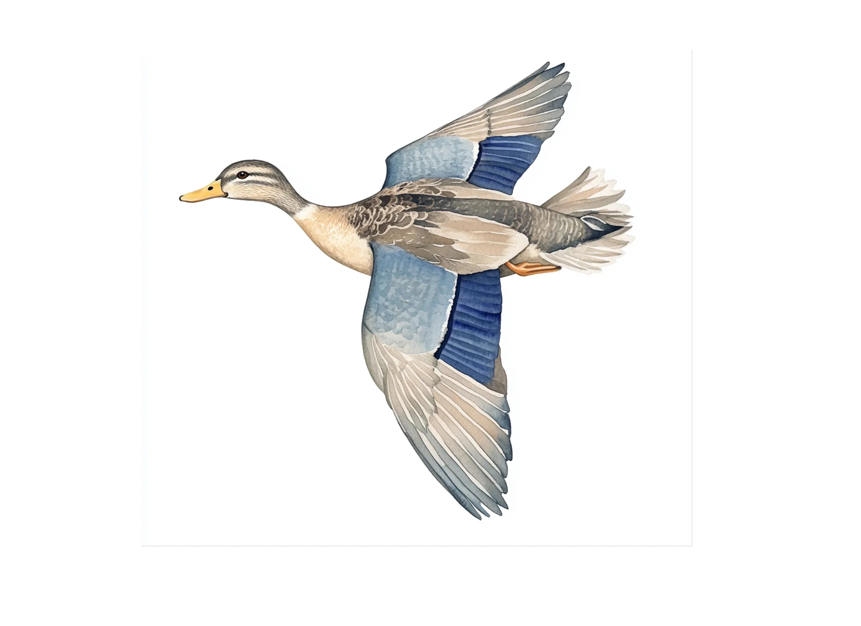 Flying Duck Clipart Bundle