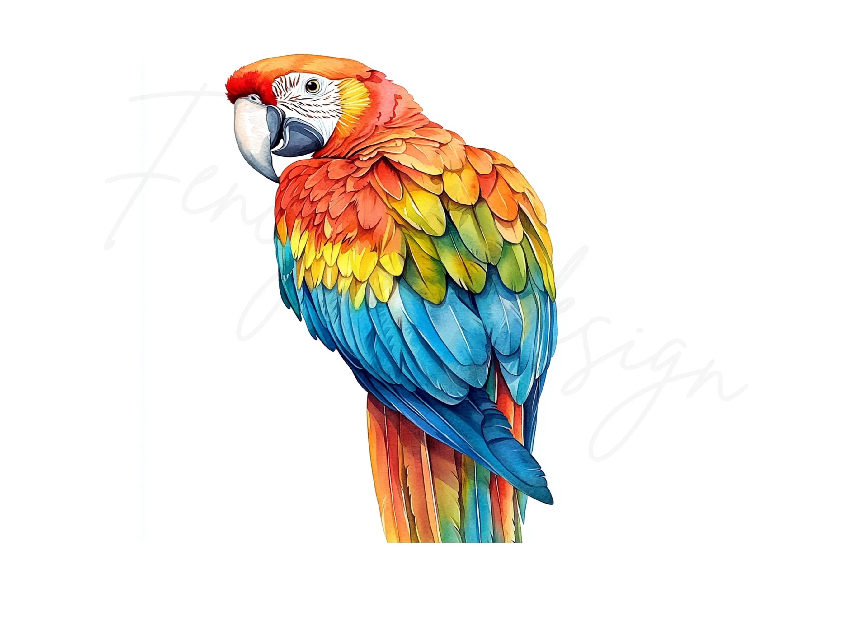 Vibrant Macaw Clipart Bundle