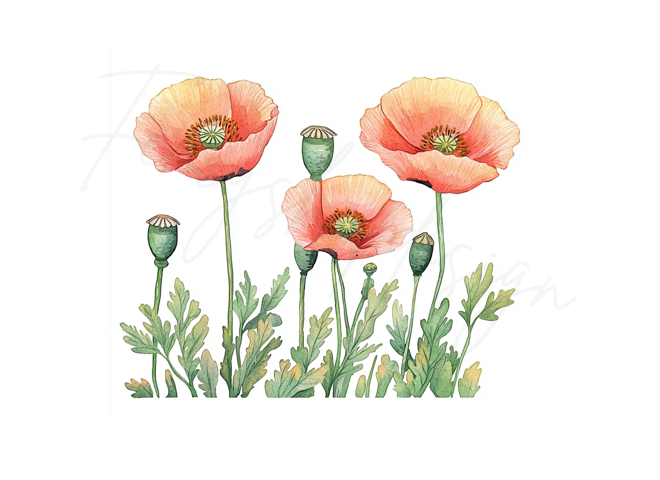 Poppy Flowers Clipart Bundle