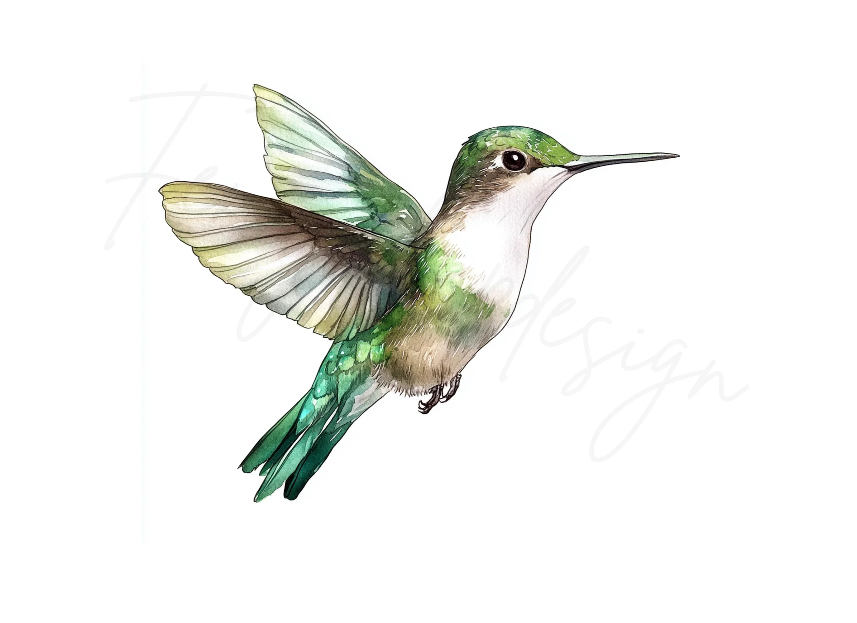 Hummingbird Clipart Bundle