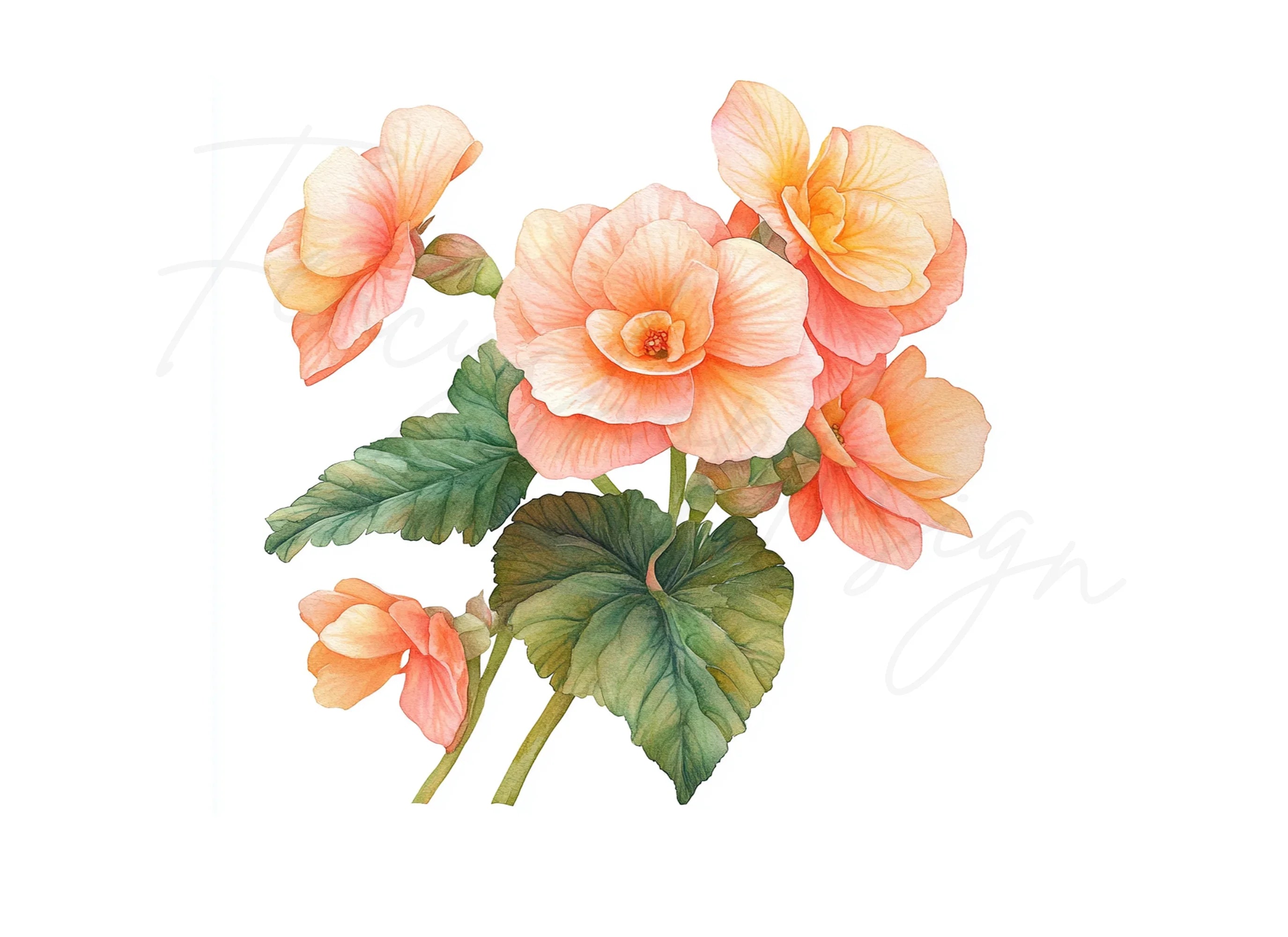 Elegant Peach Begonia Flower Clipart Bundle