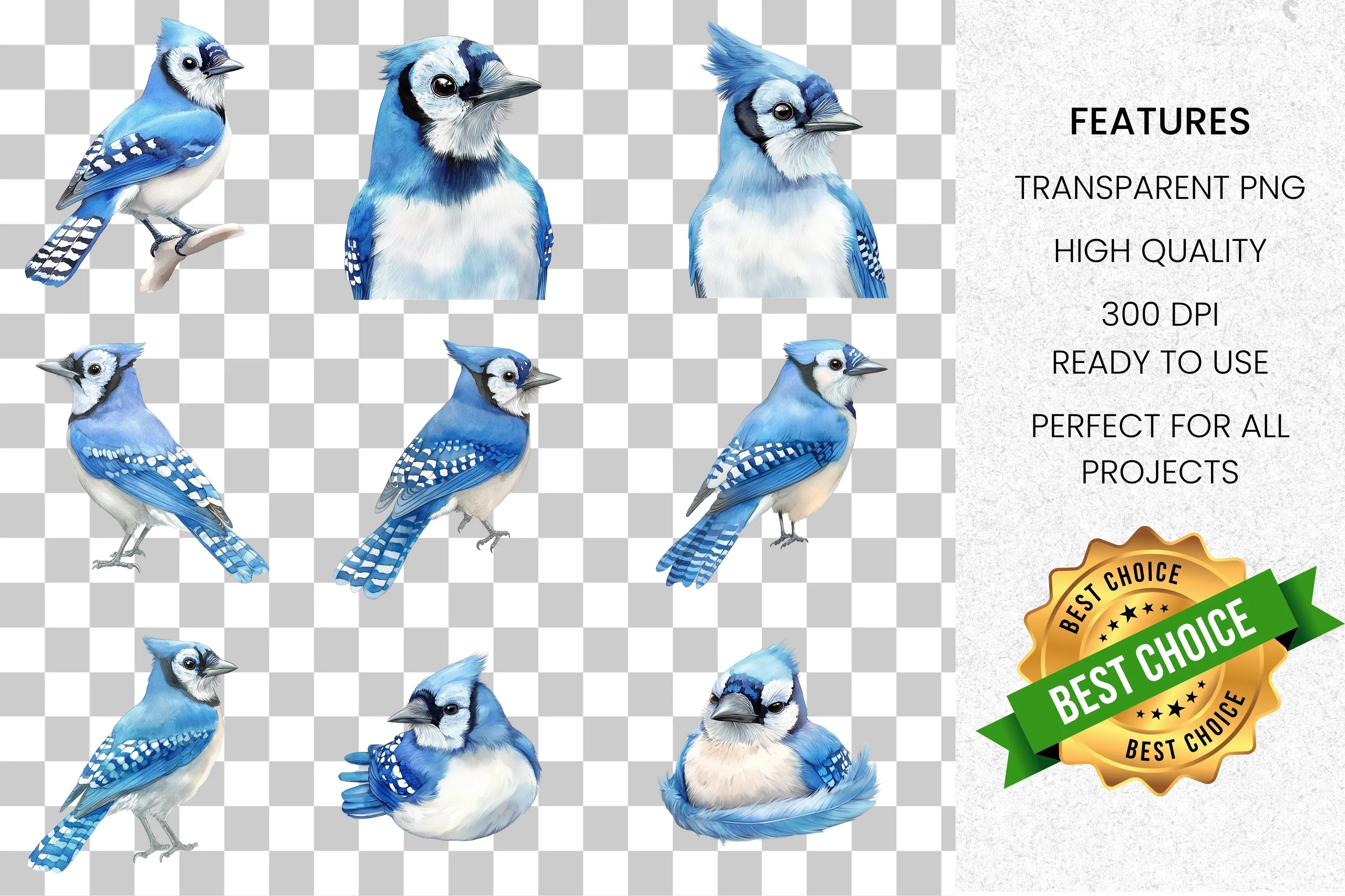Blue Jay Bird Clipart Bundle