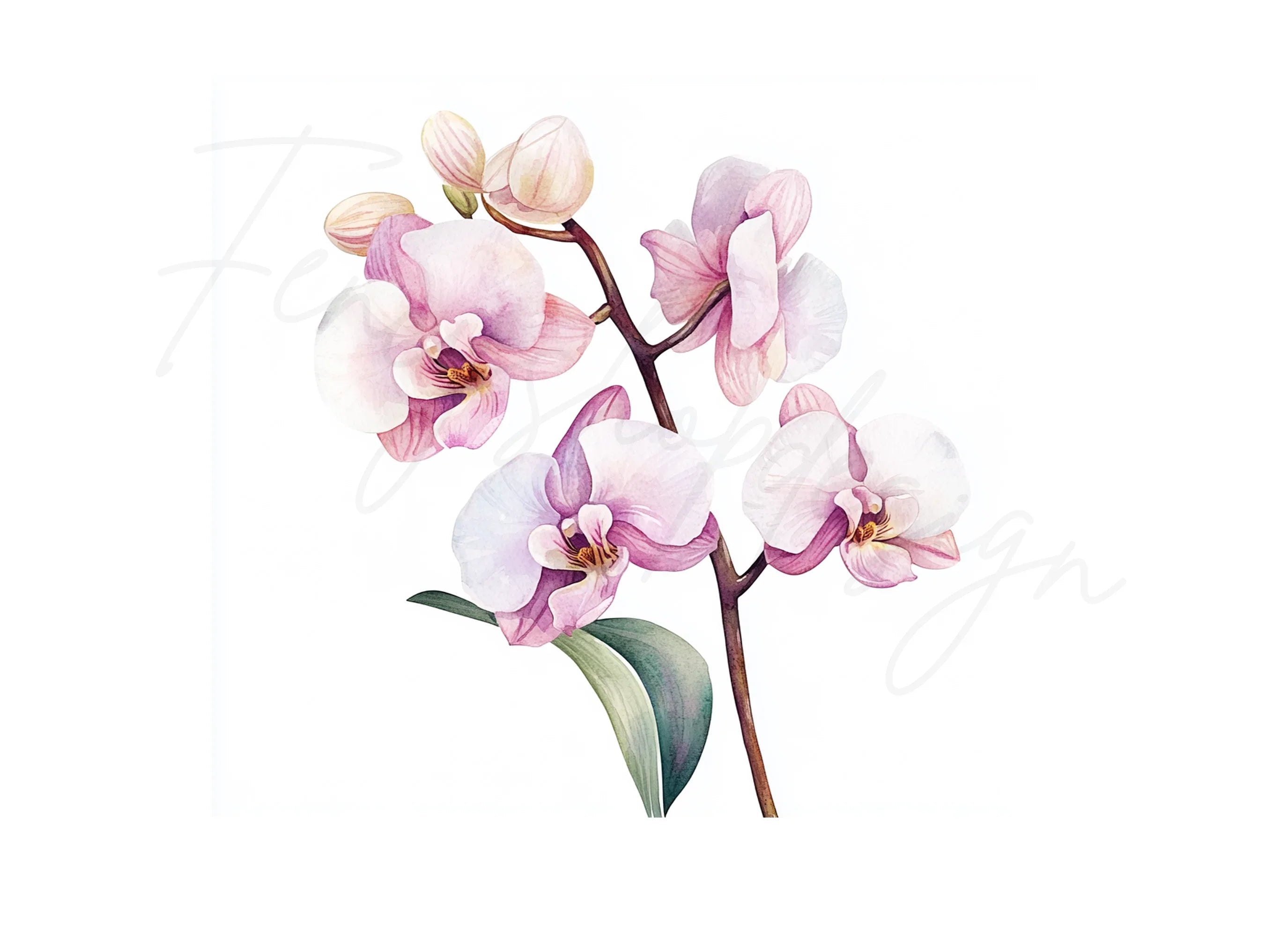 Orchid Clipart Bundle