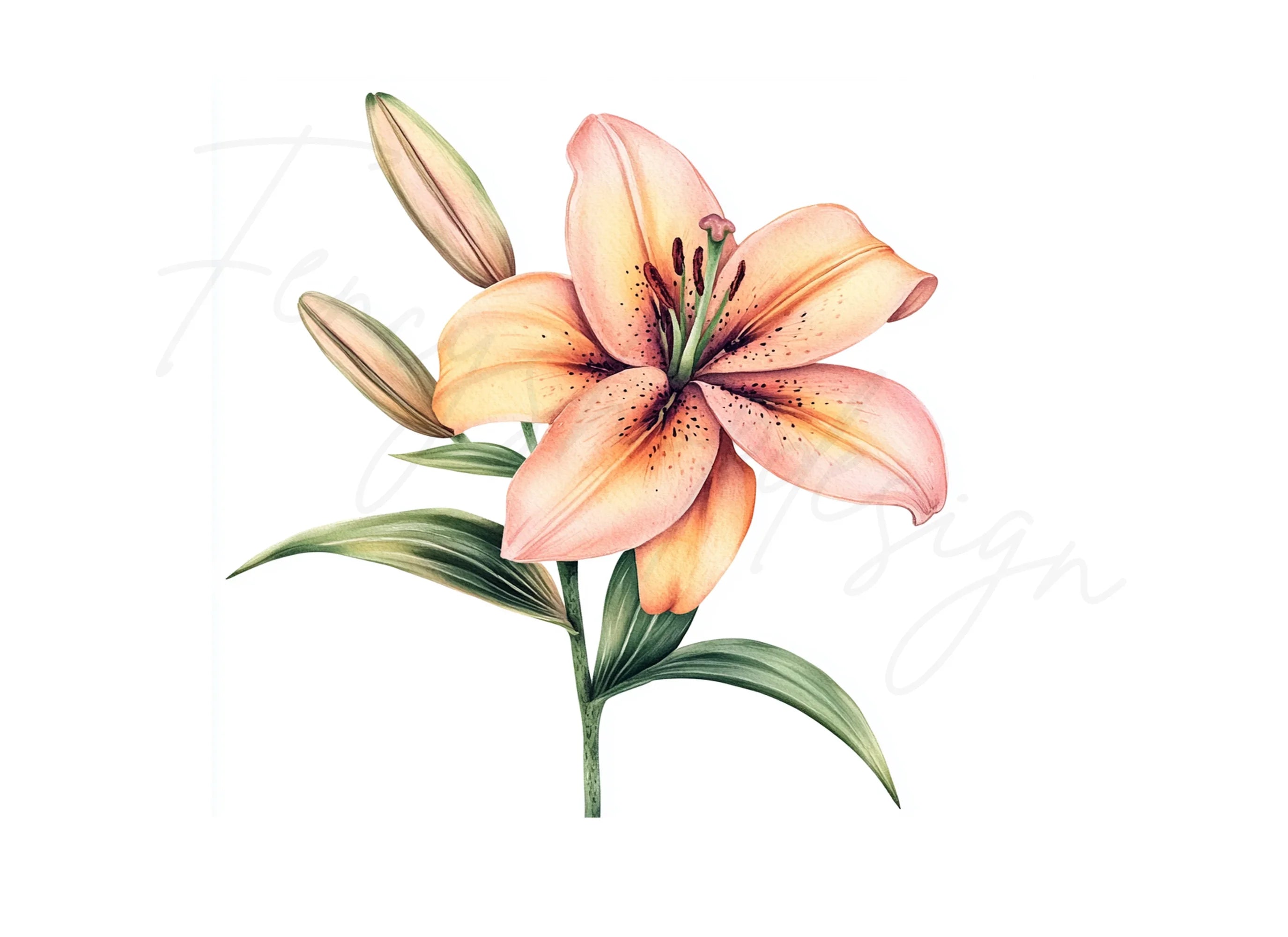 Vibrant Lily Flower Clipart Bundle