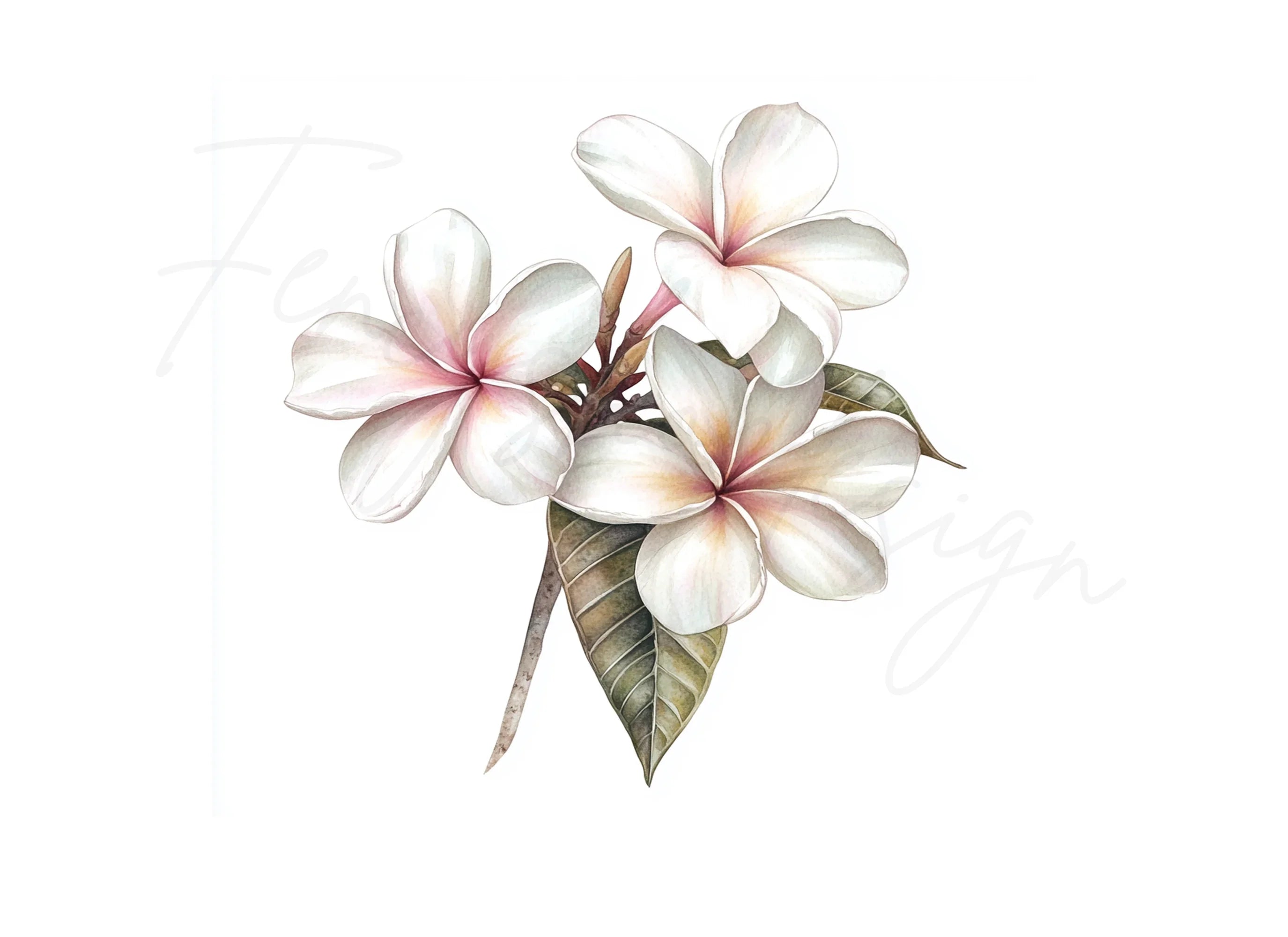 Elegant Plumeria Flower Clipart Bundle