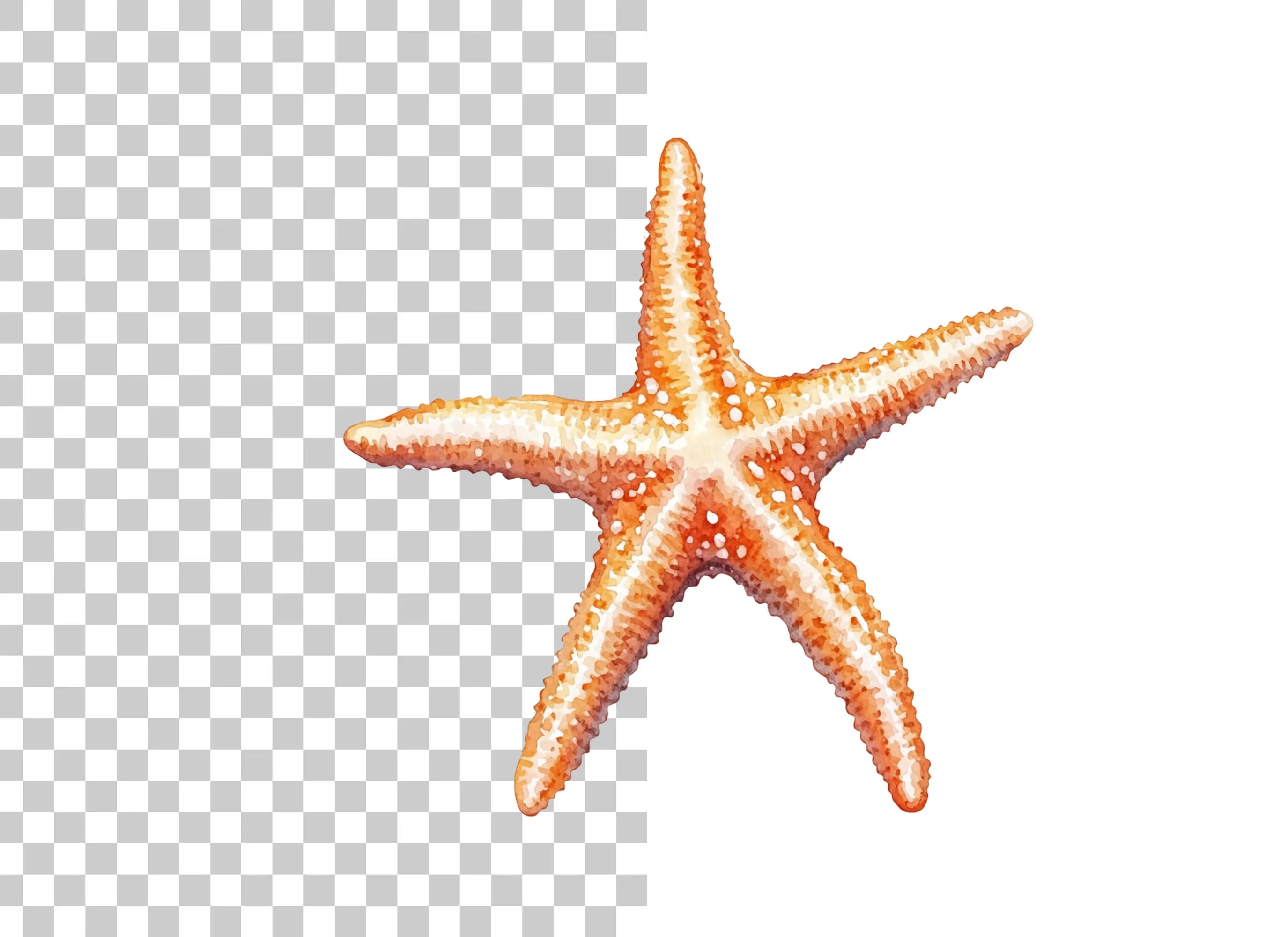 Realistic Starfish Clipart Bundle