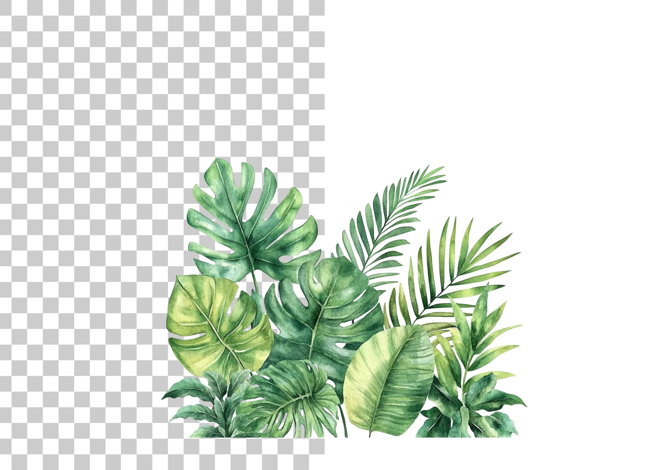 Jungle Border Clipart Bundle