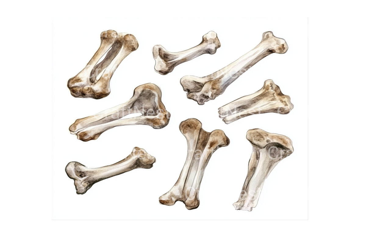 Assorted Human Bones Anatomy Graphics Clipart Bundle