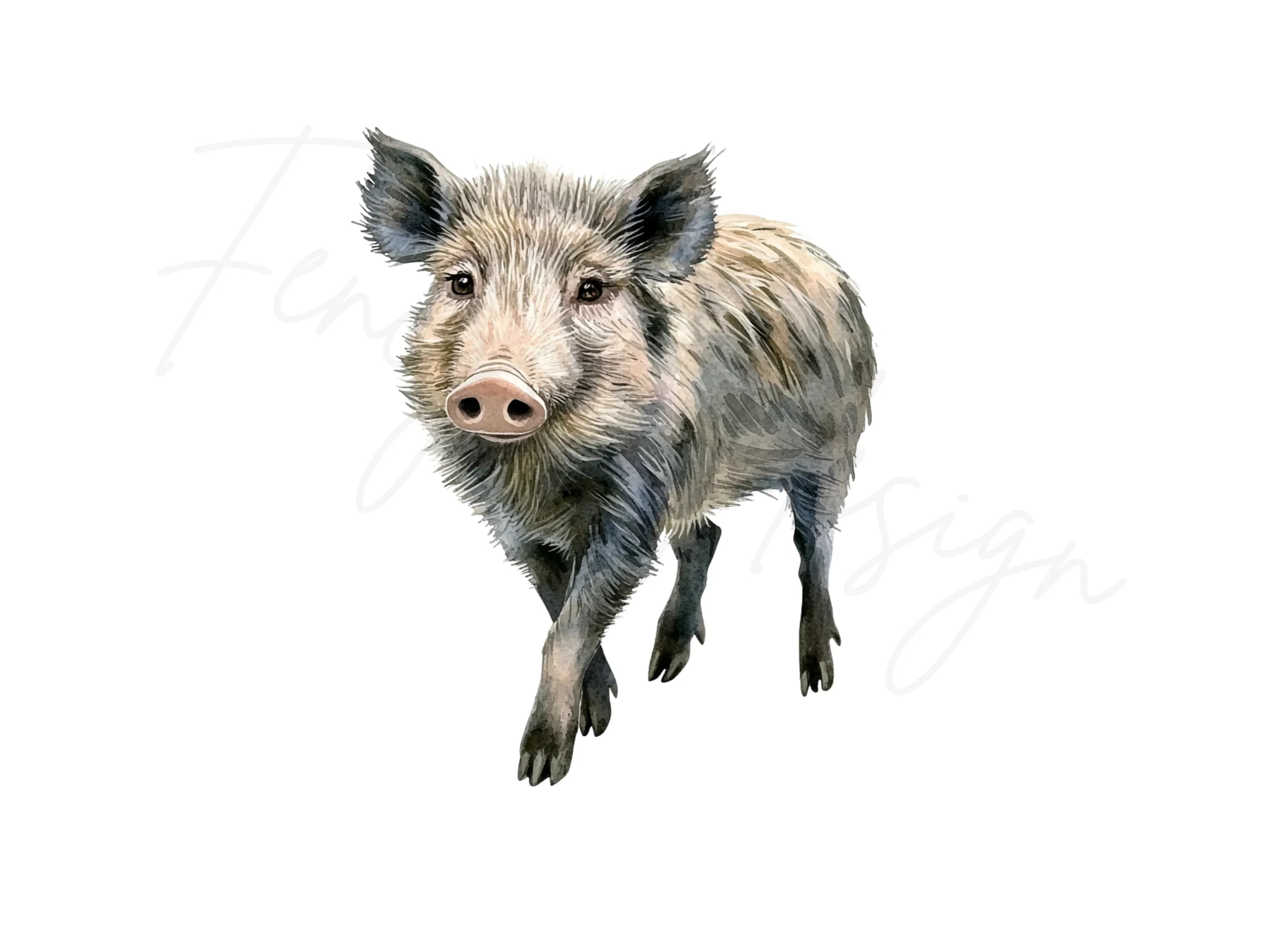 Wild Boar Clipart Bundle