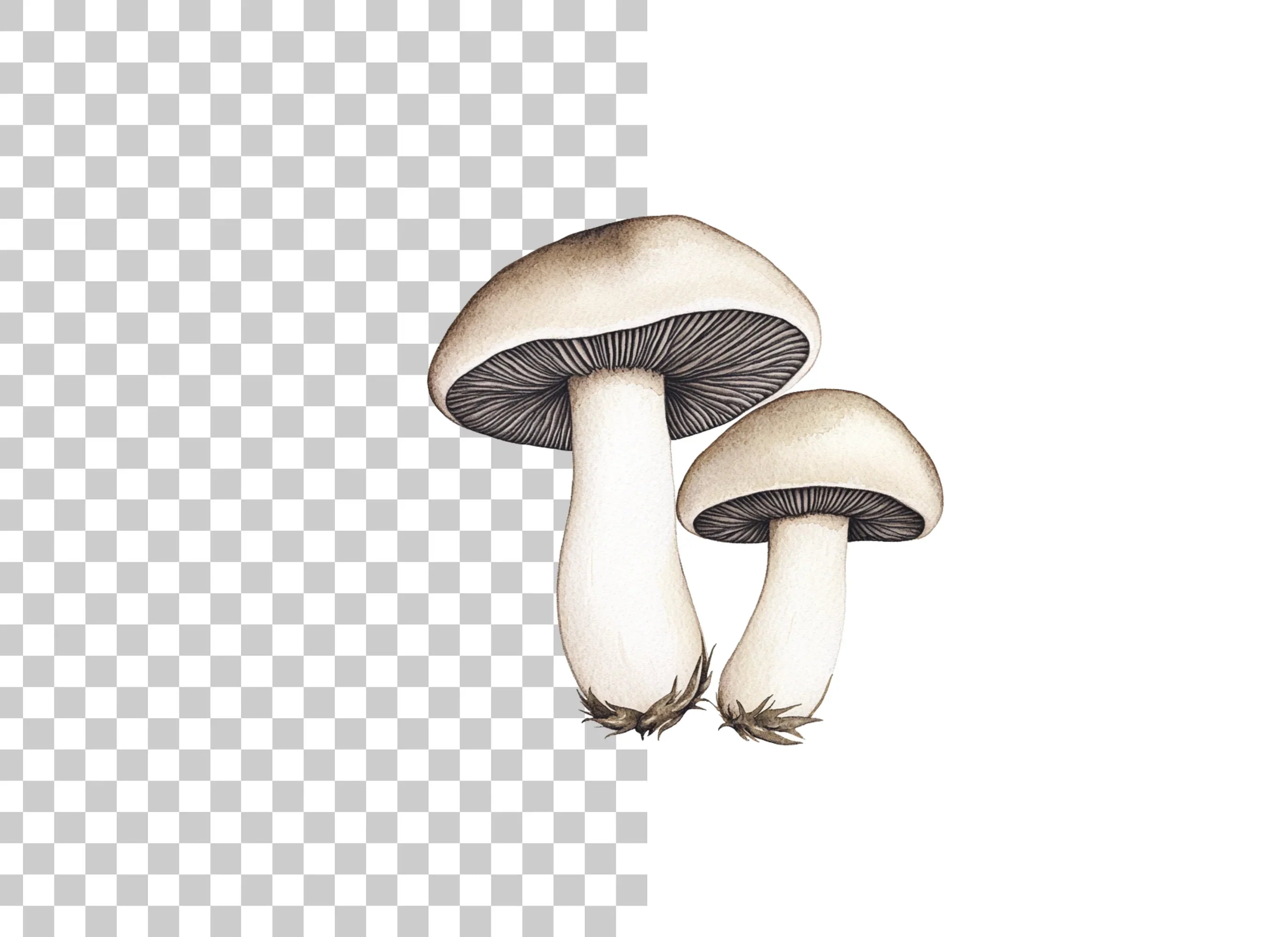 Mushroom Clipart