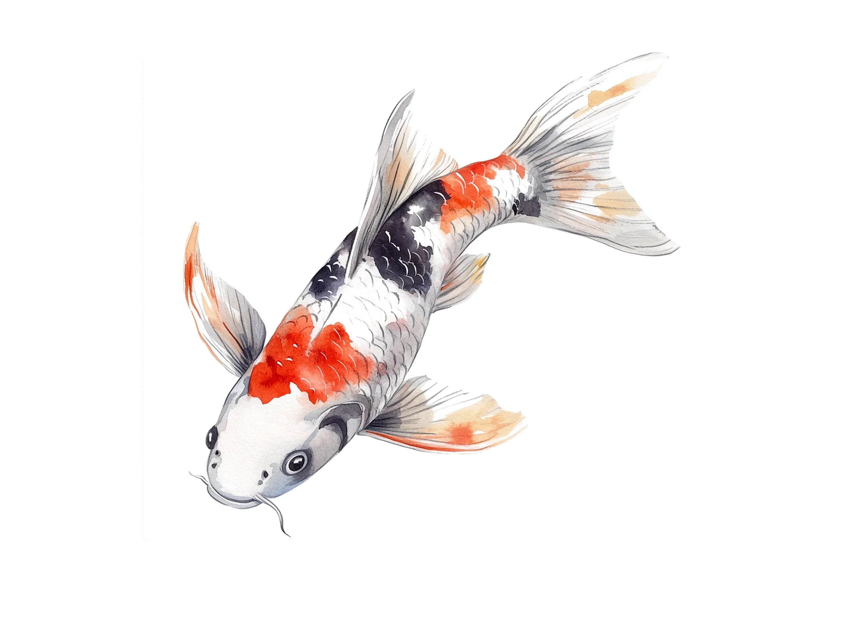 Stunning Koi Fish Clipart Bundle