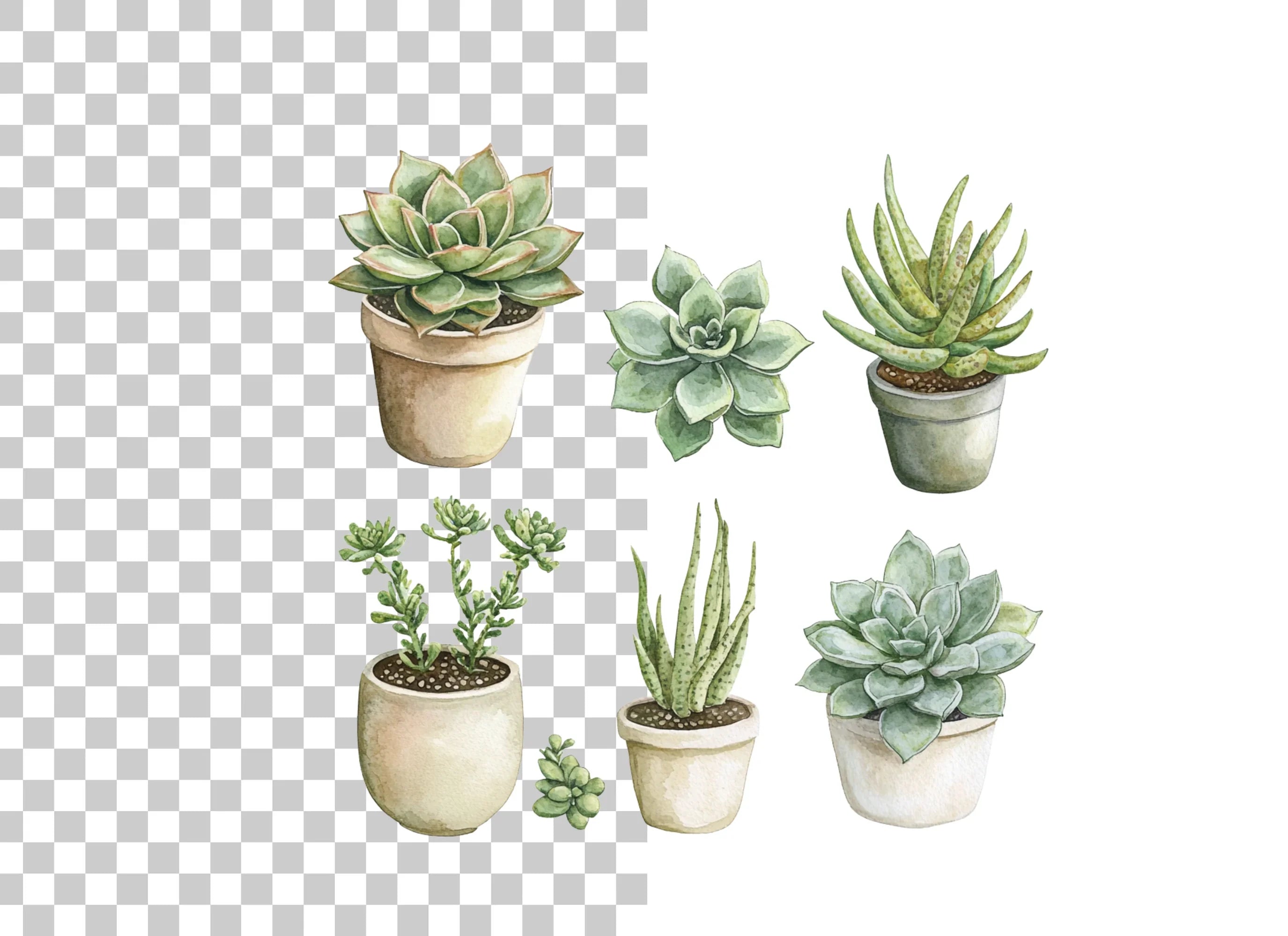 Succulent Clipart Bundle