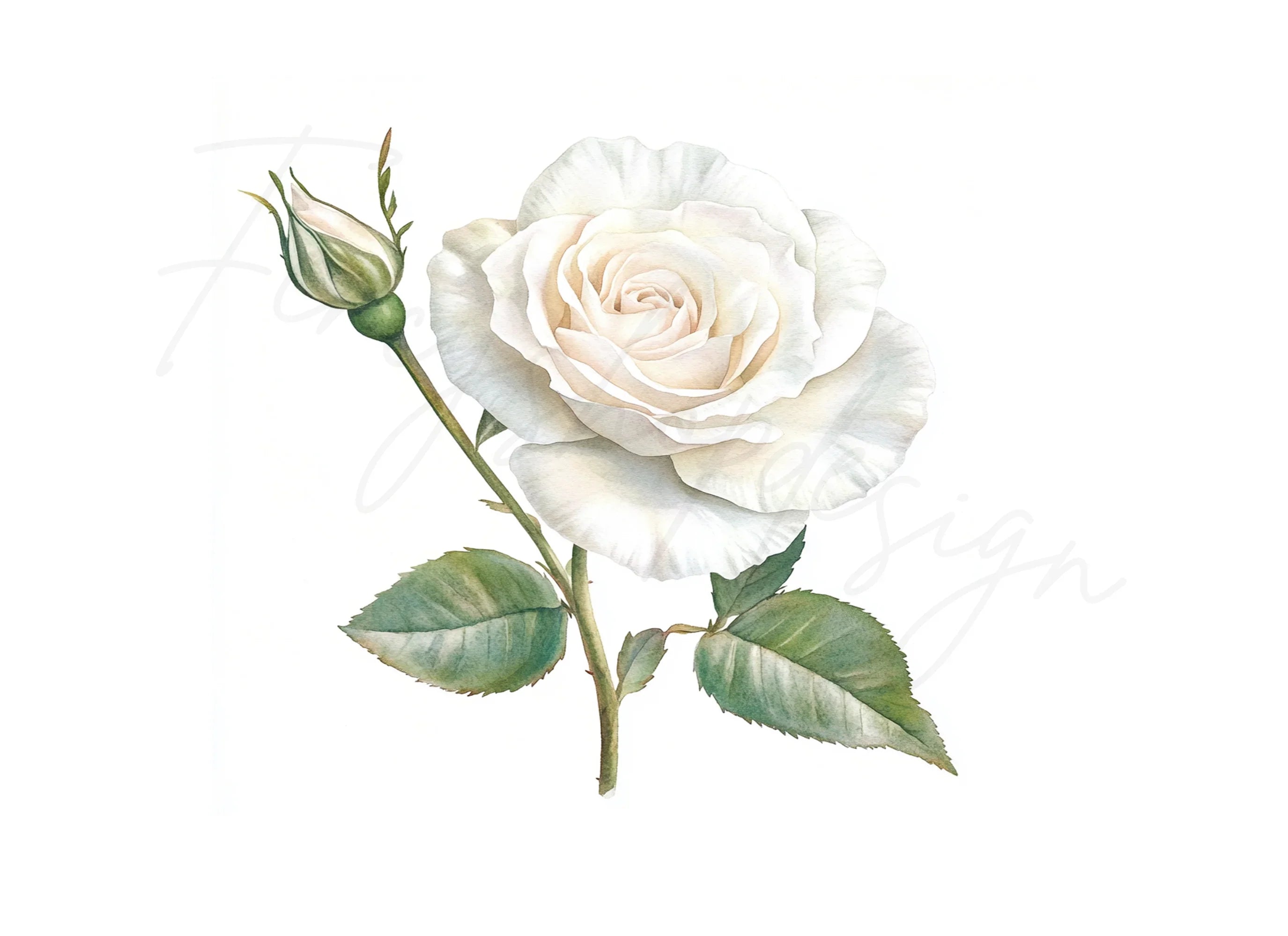 Single White Rose with Bud Clipart Bundle