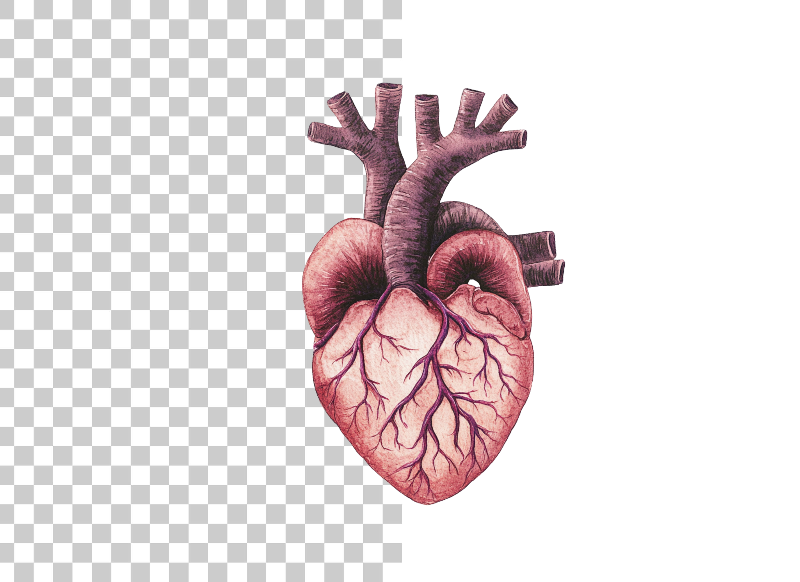 Anatomical Human Heart Clipart Bundle