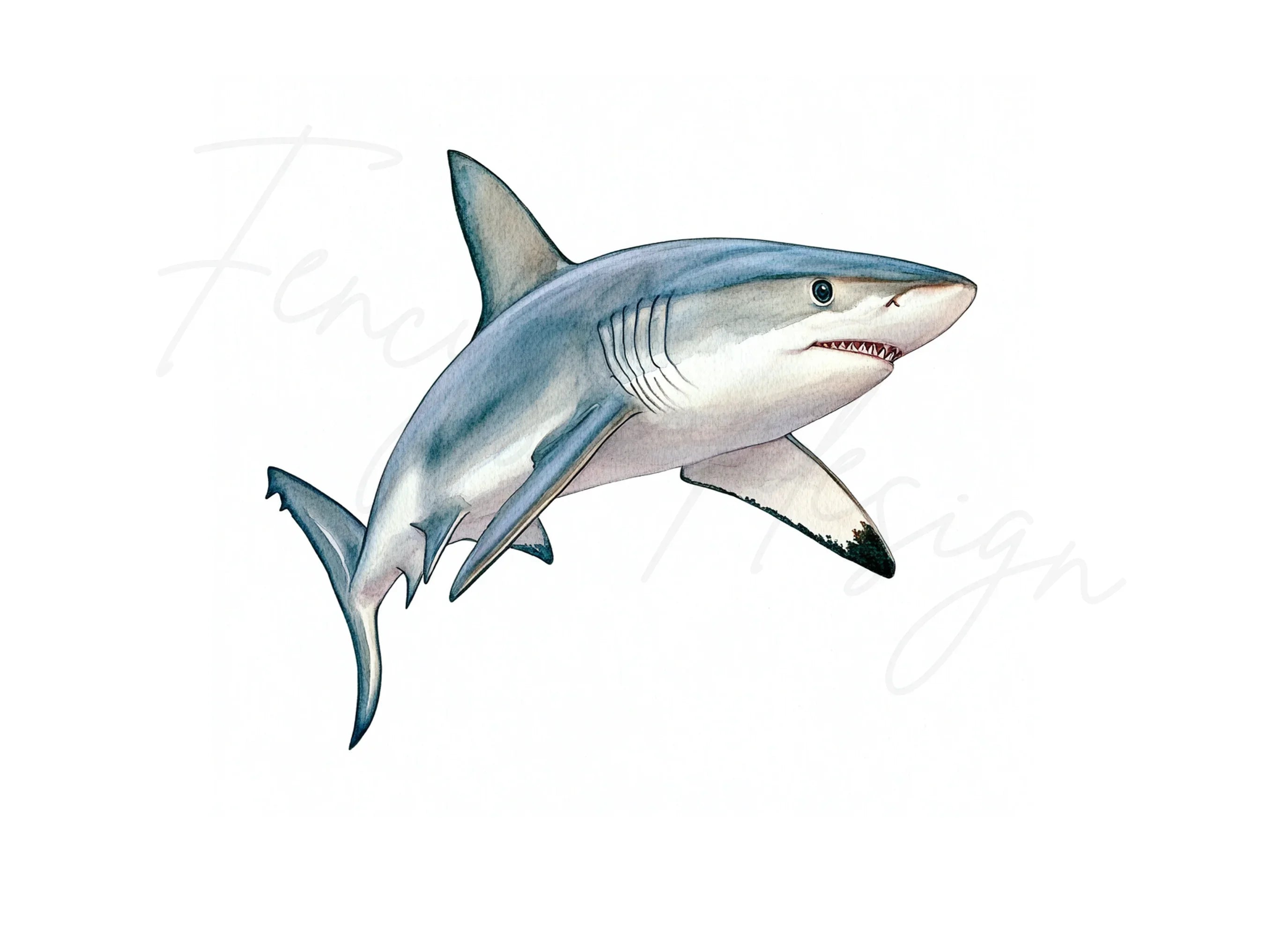 Mako Shark Clipart Bundle