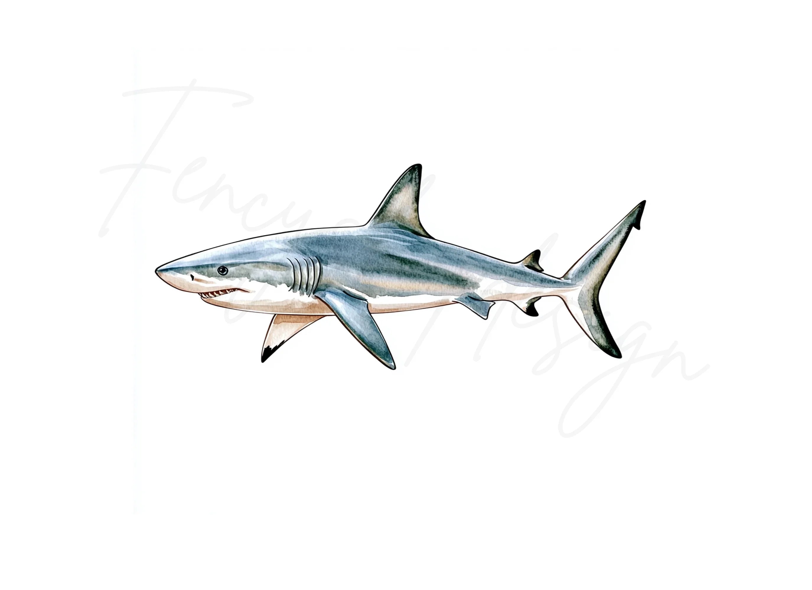 Great White Shark Clipart Bundle