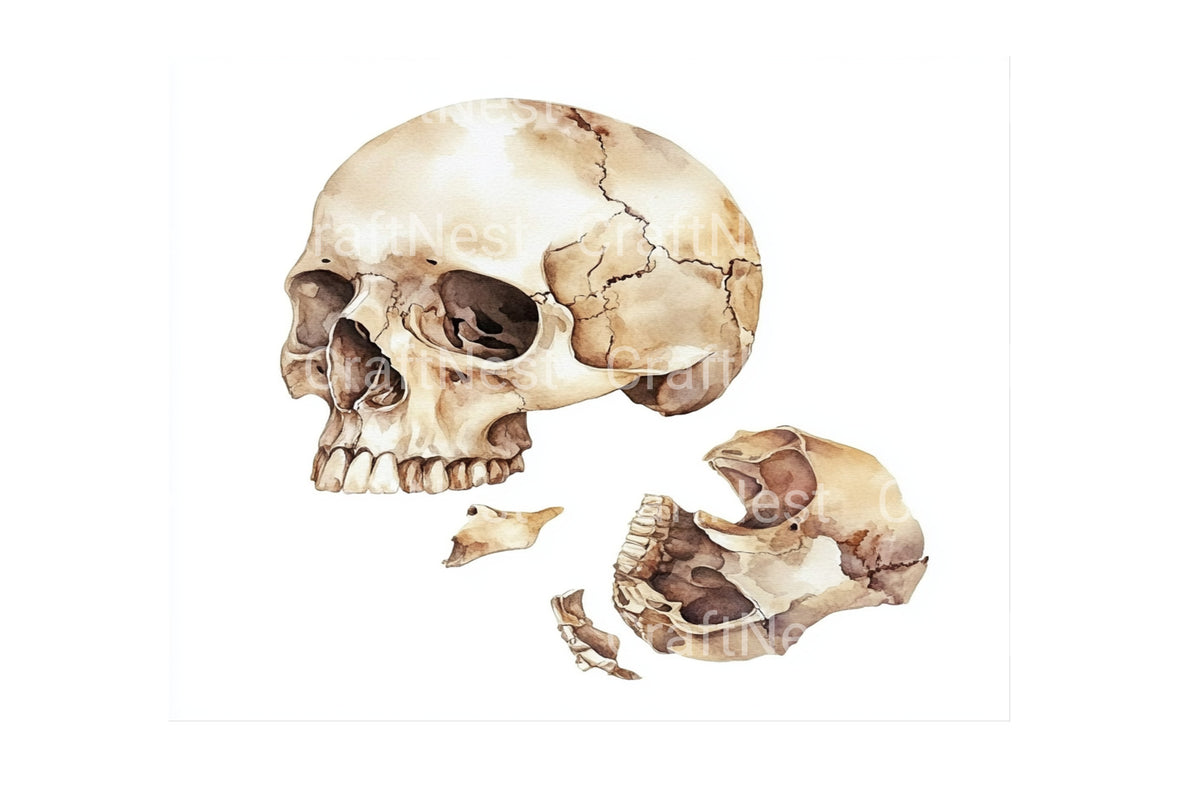 Human Skull Clipart Bundle