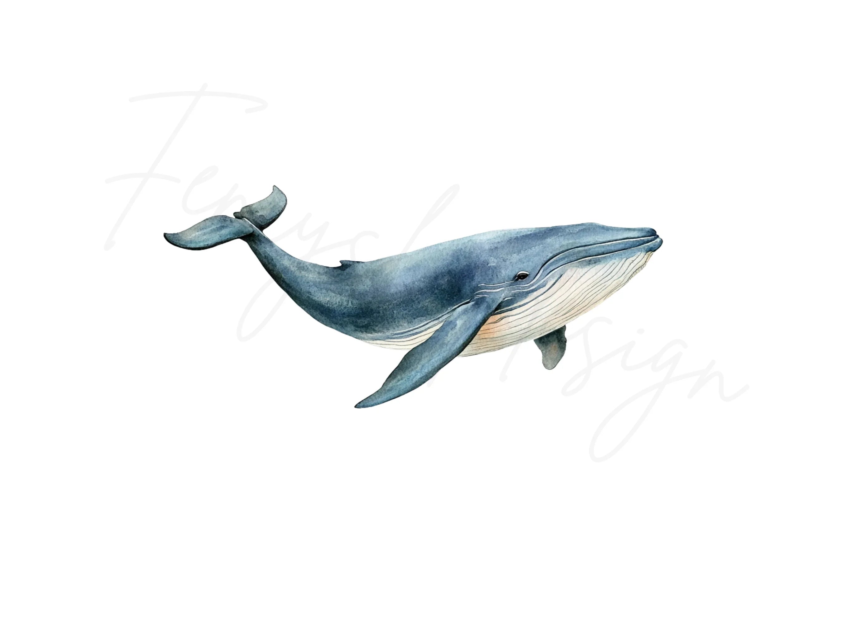 Whales Clipart Bundle