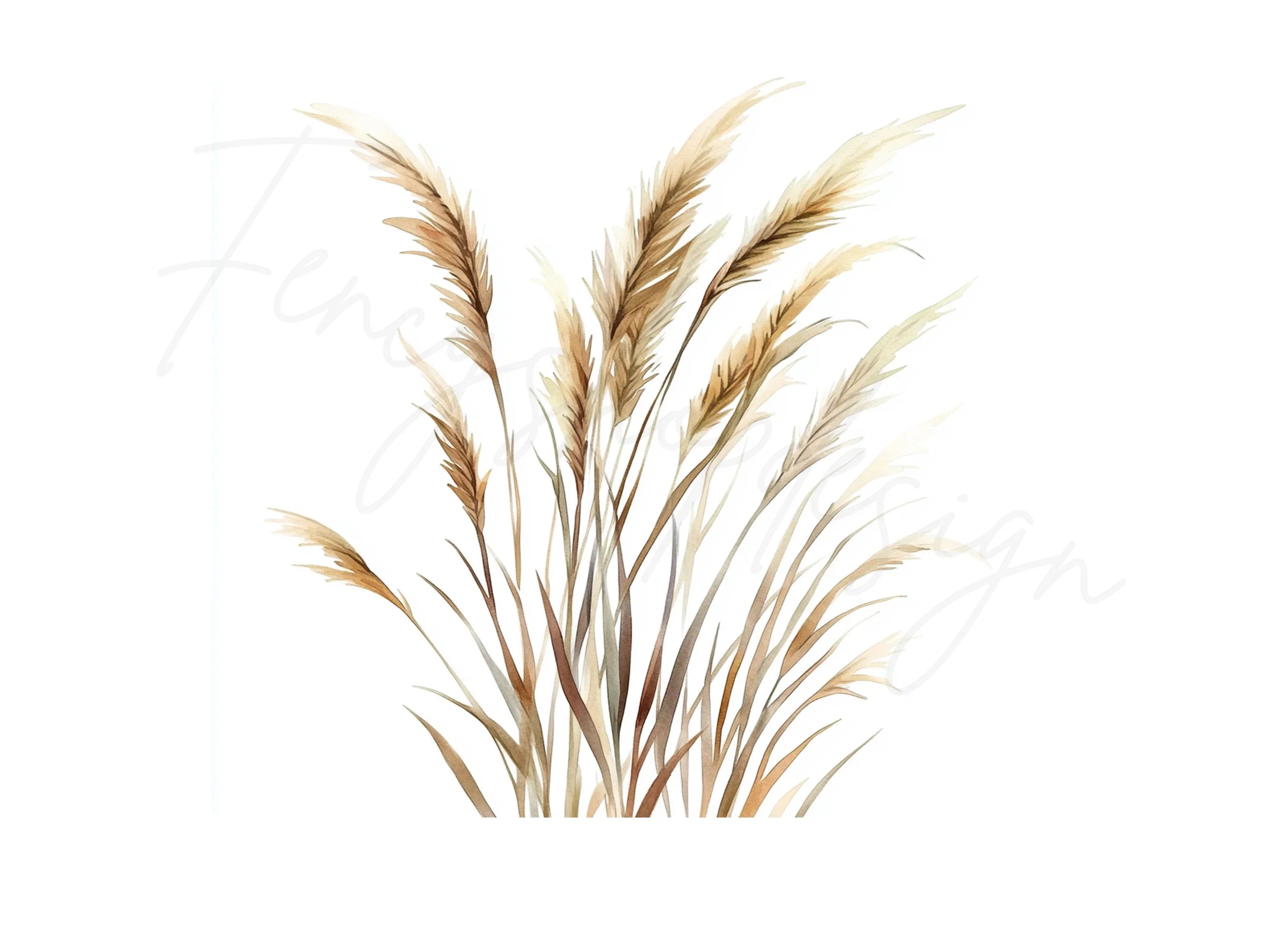 Pampas Grass Illustrations Clipart Bundle