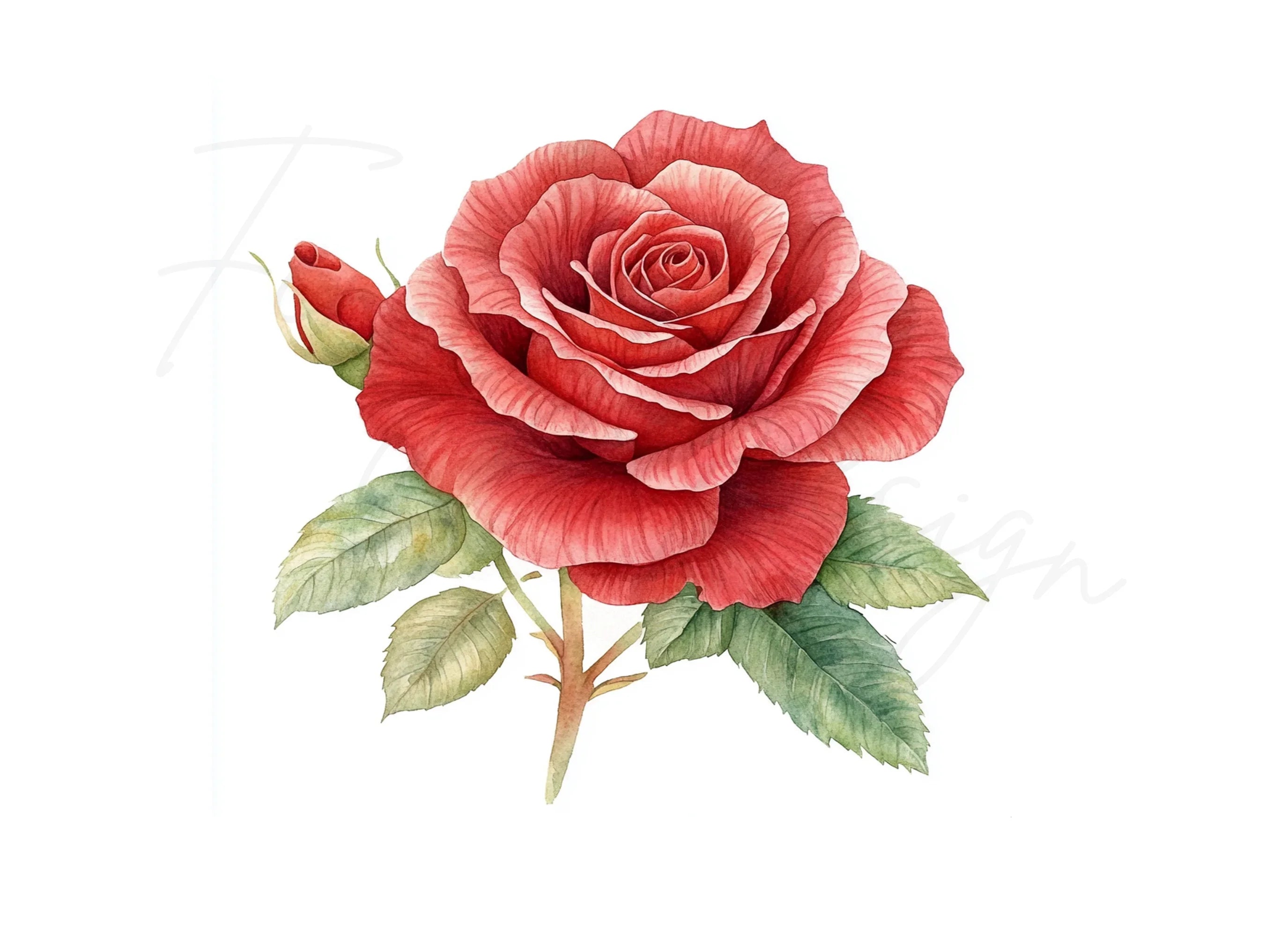 Red Roses Clipart Bundle