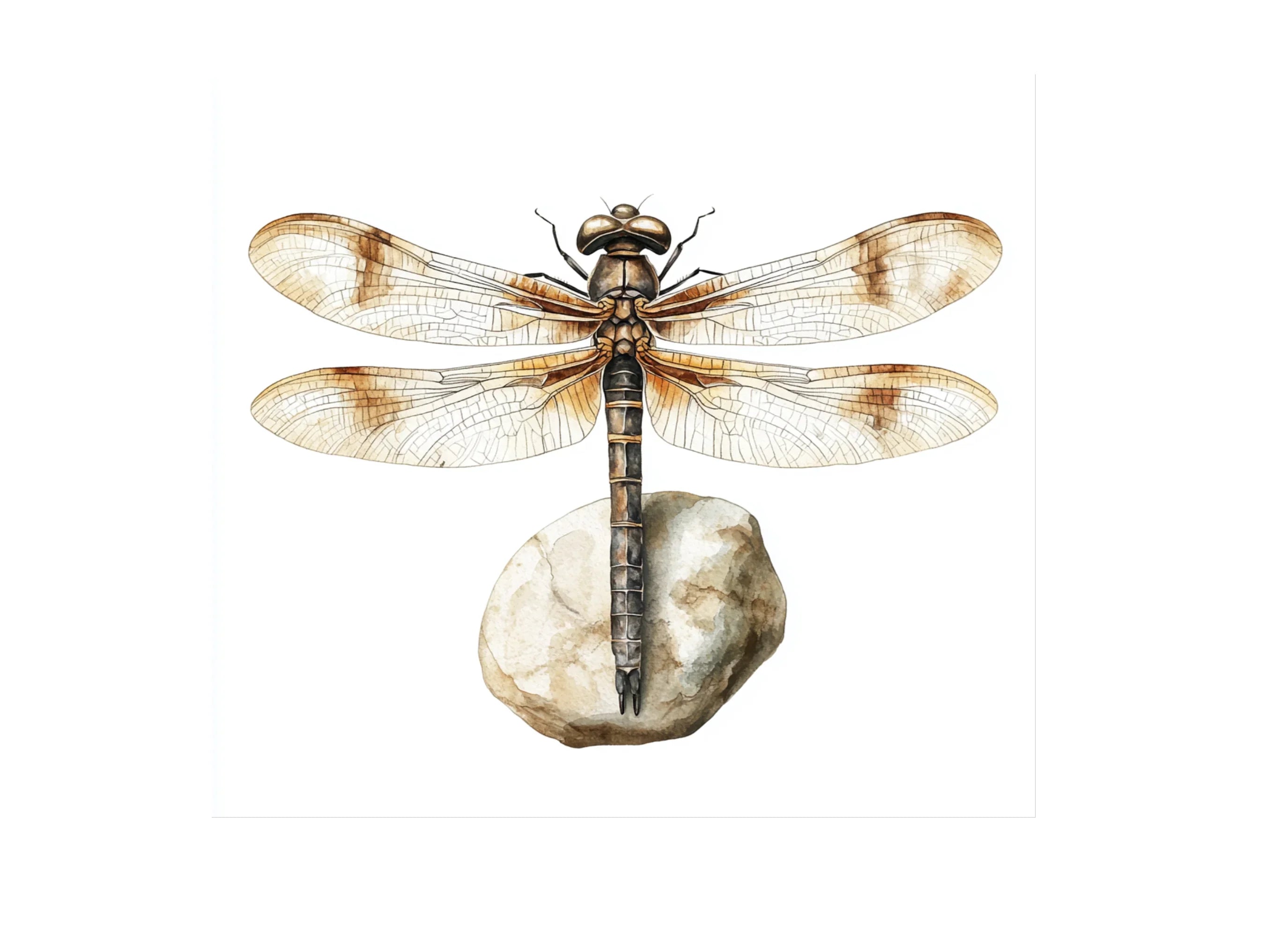Dragonfly on Stone Clipart Bundle