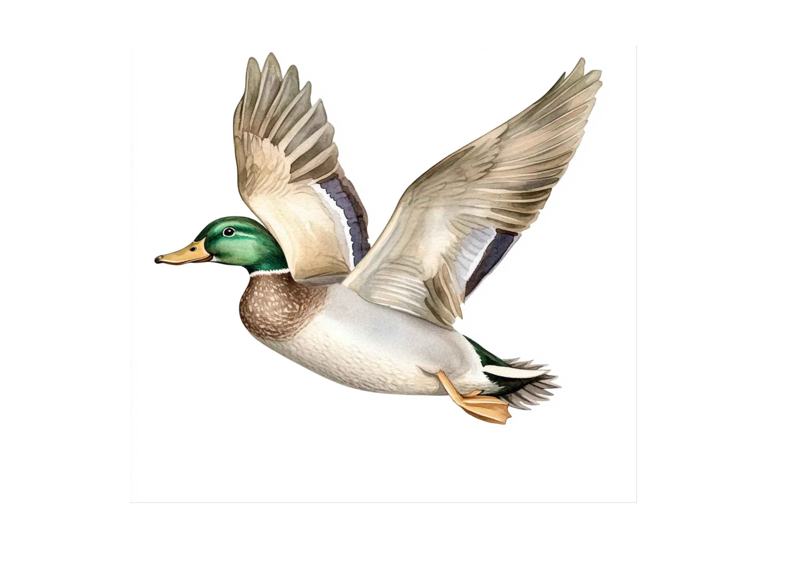 Flying Mallard Ducks Clipart Bundle