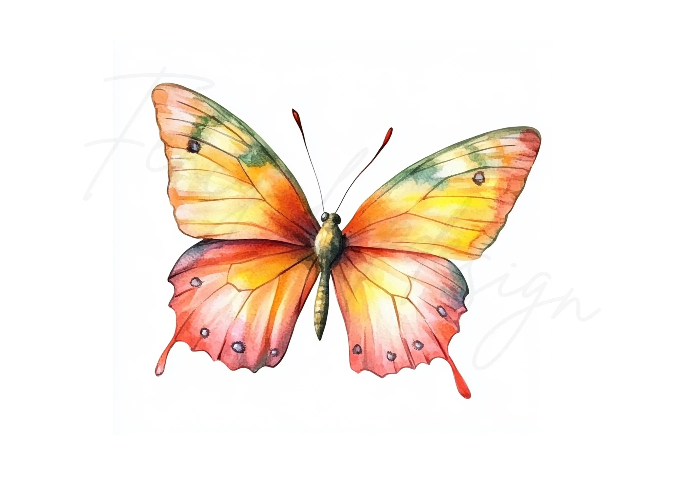 Colorful Butterfly Clipart Bundle