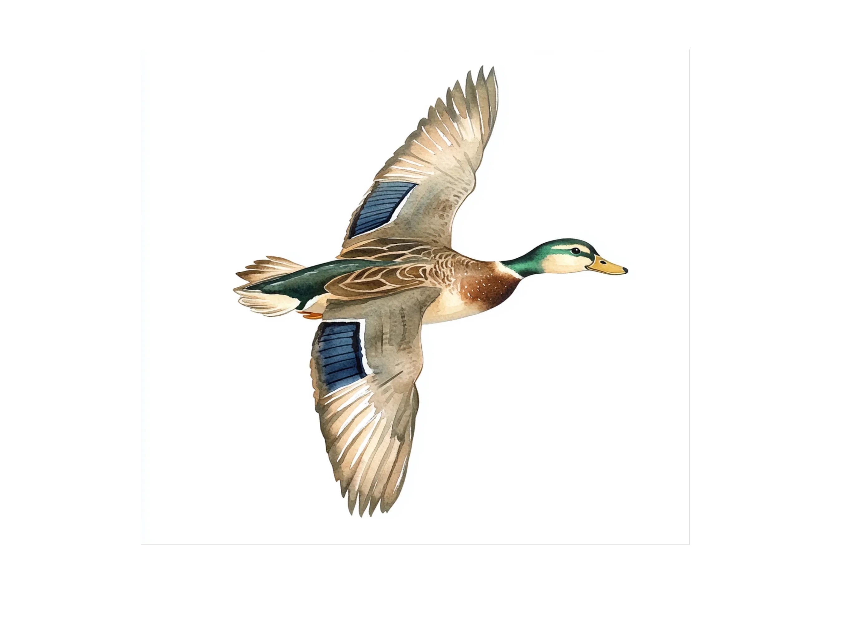 Flying Mallard Duck Clipart Bundle