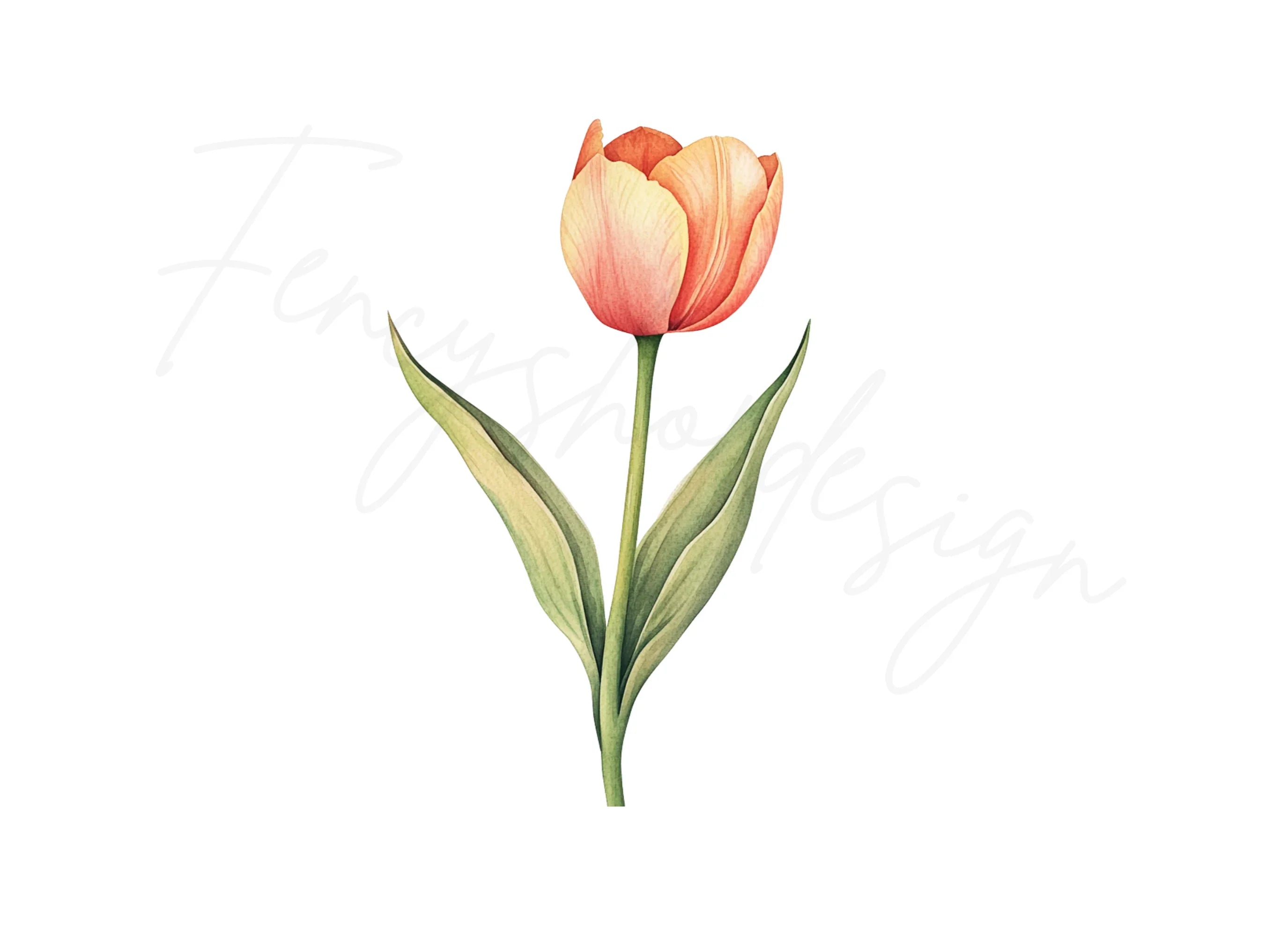 Single Tulip Flowers Clipart Bundle