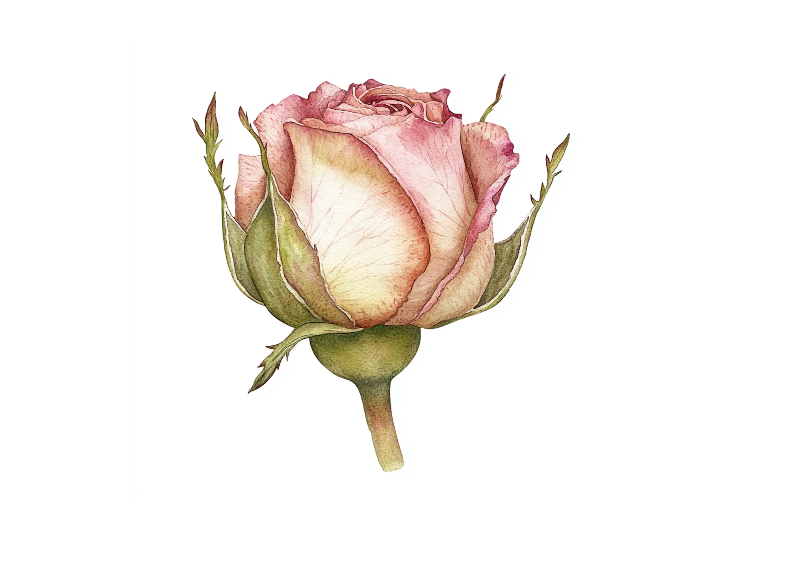 Pink Rose Bud Clipart Bundle