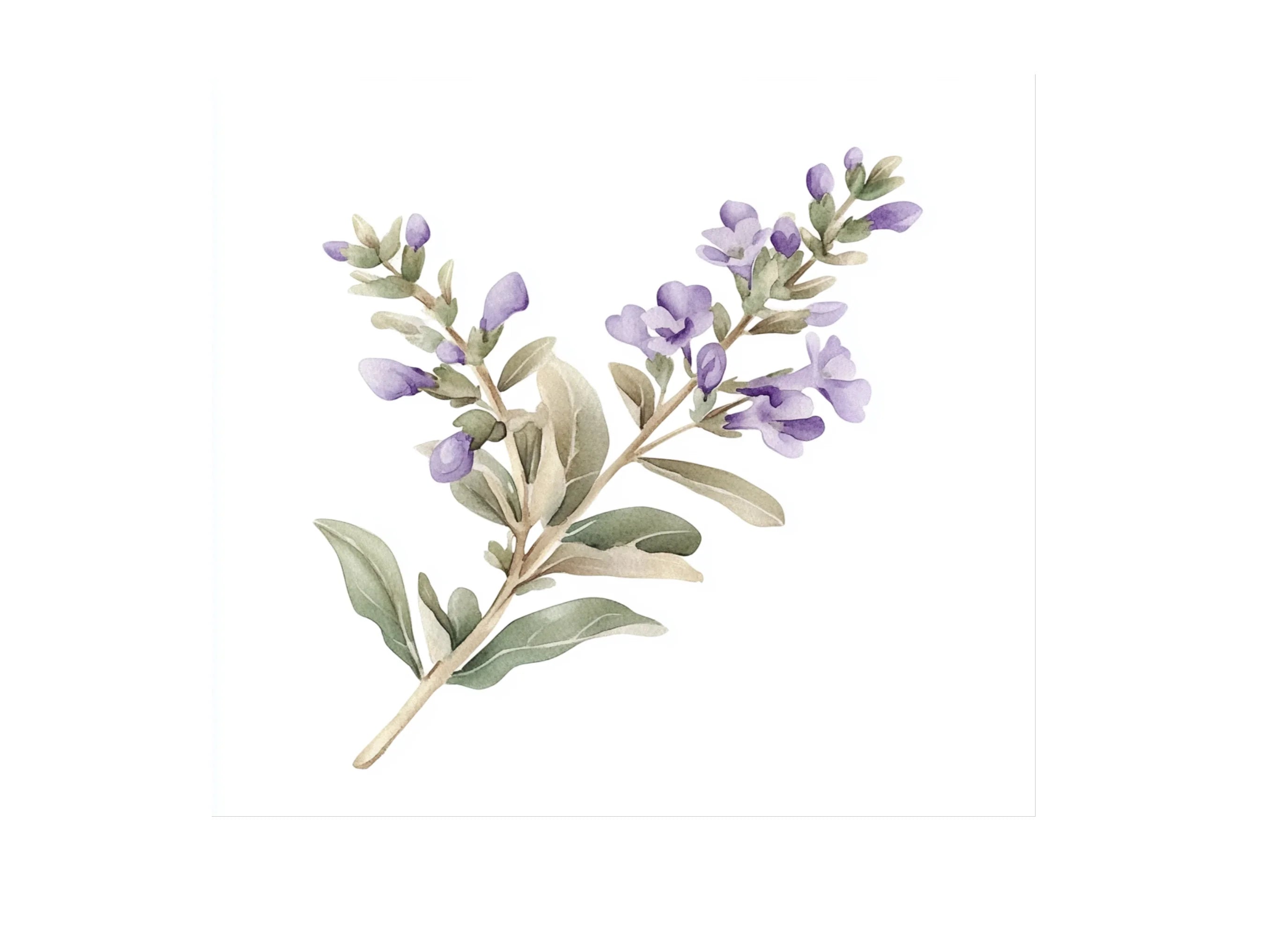 Delicate Lavender Sprig Clipart Bundle