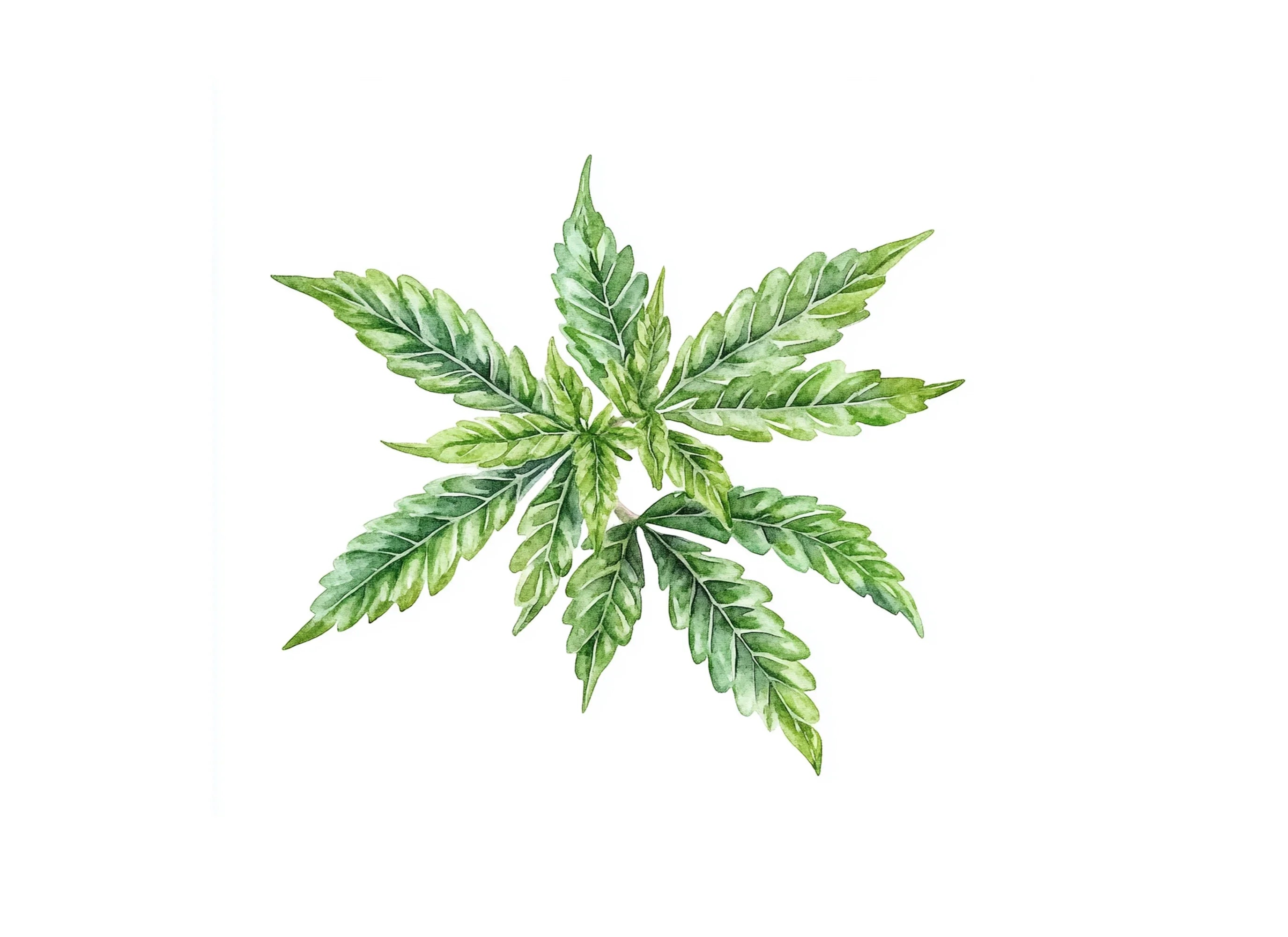 Vibrant Cannabis Leaf Clipart Bundle