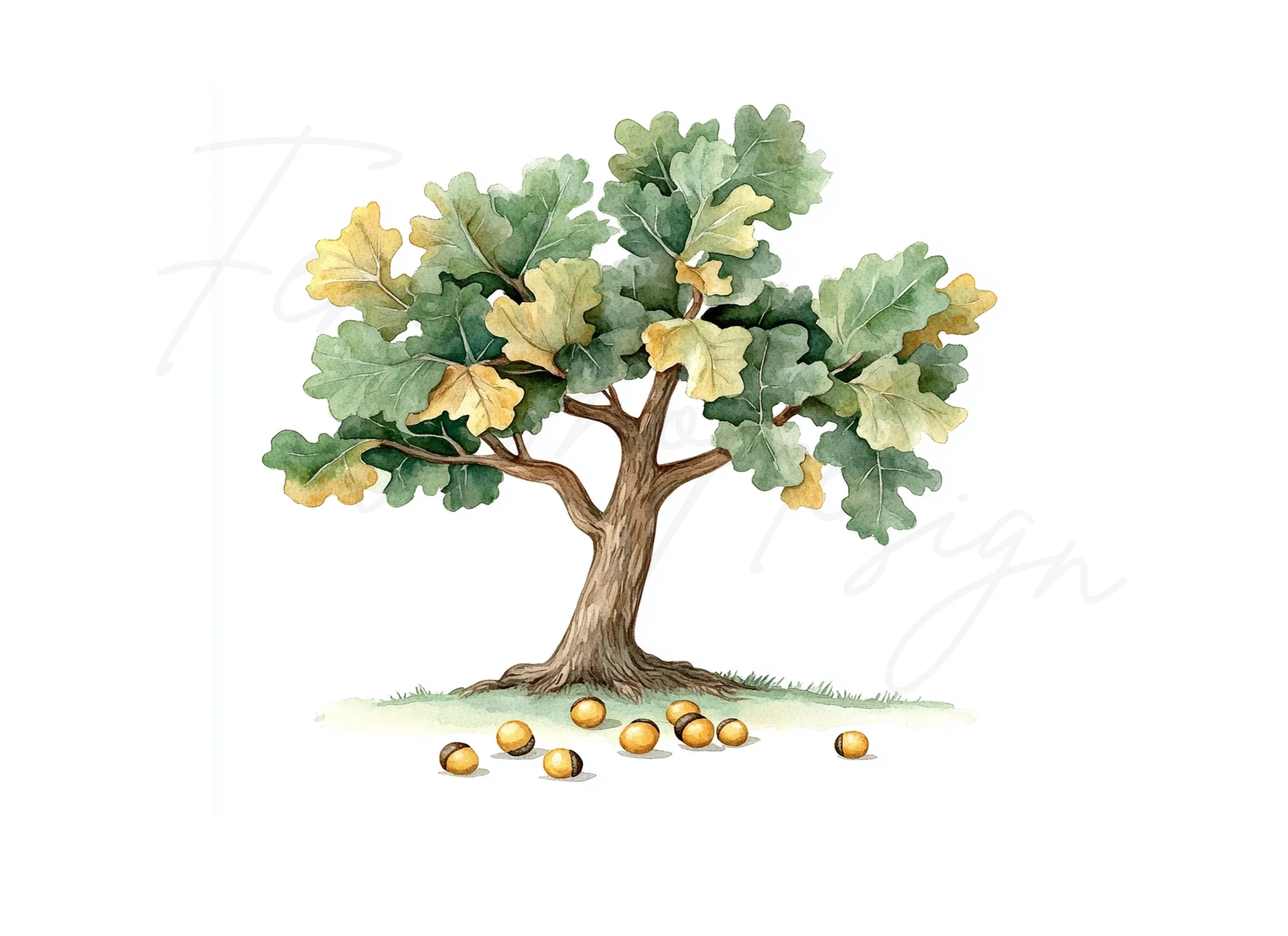Oak Tree Clipart Bundle