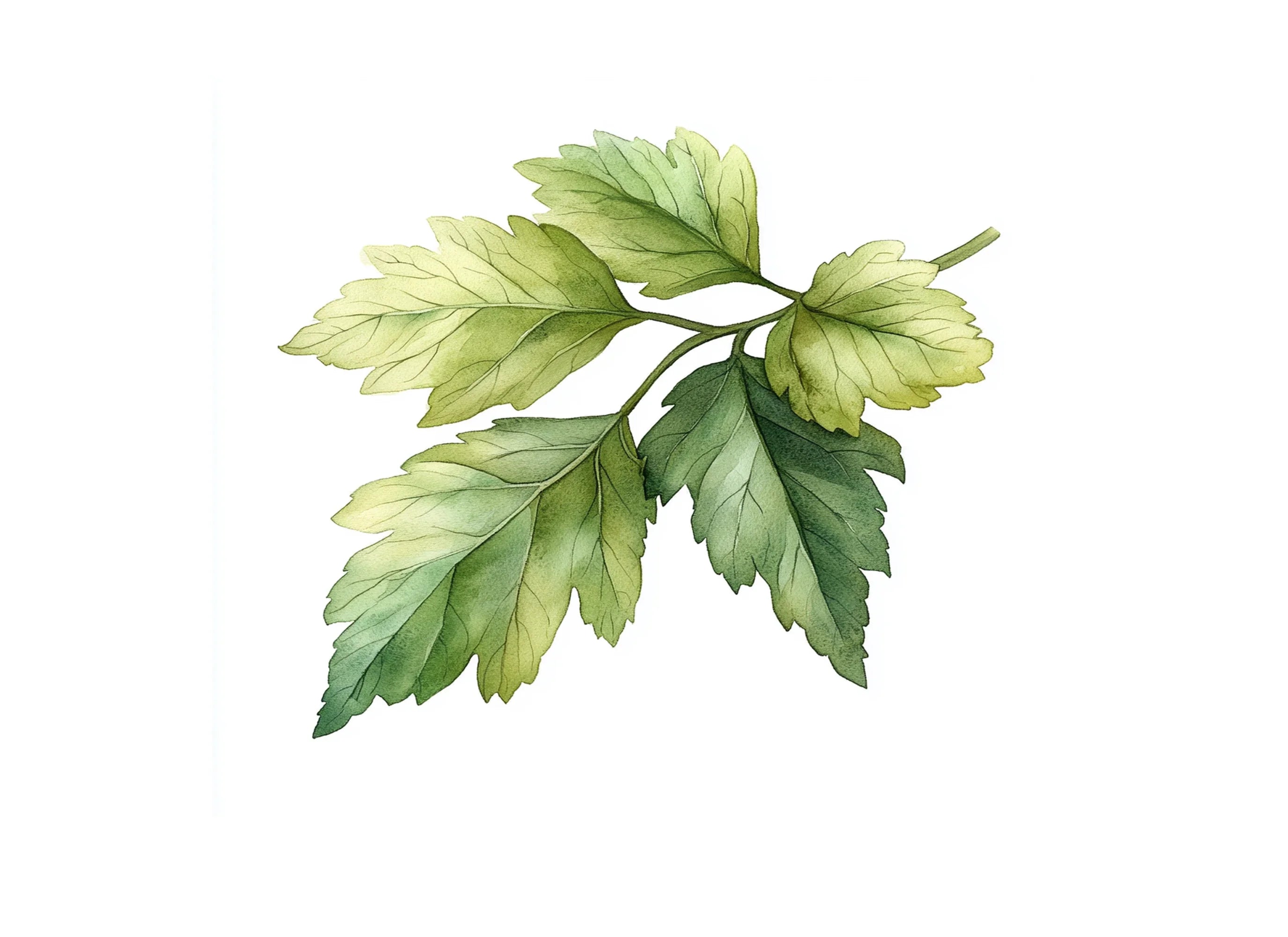 Green Leaves Clipart Bundle