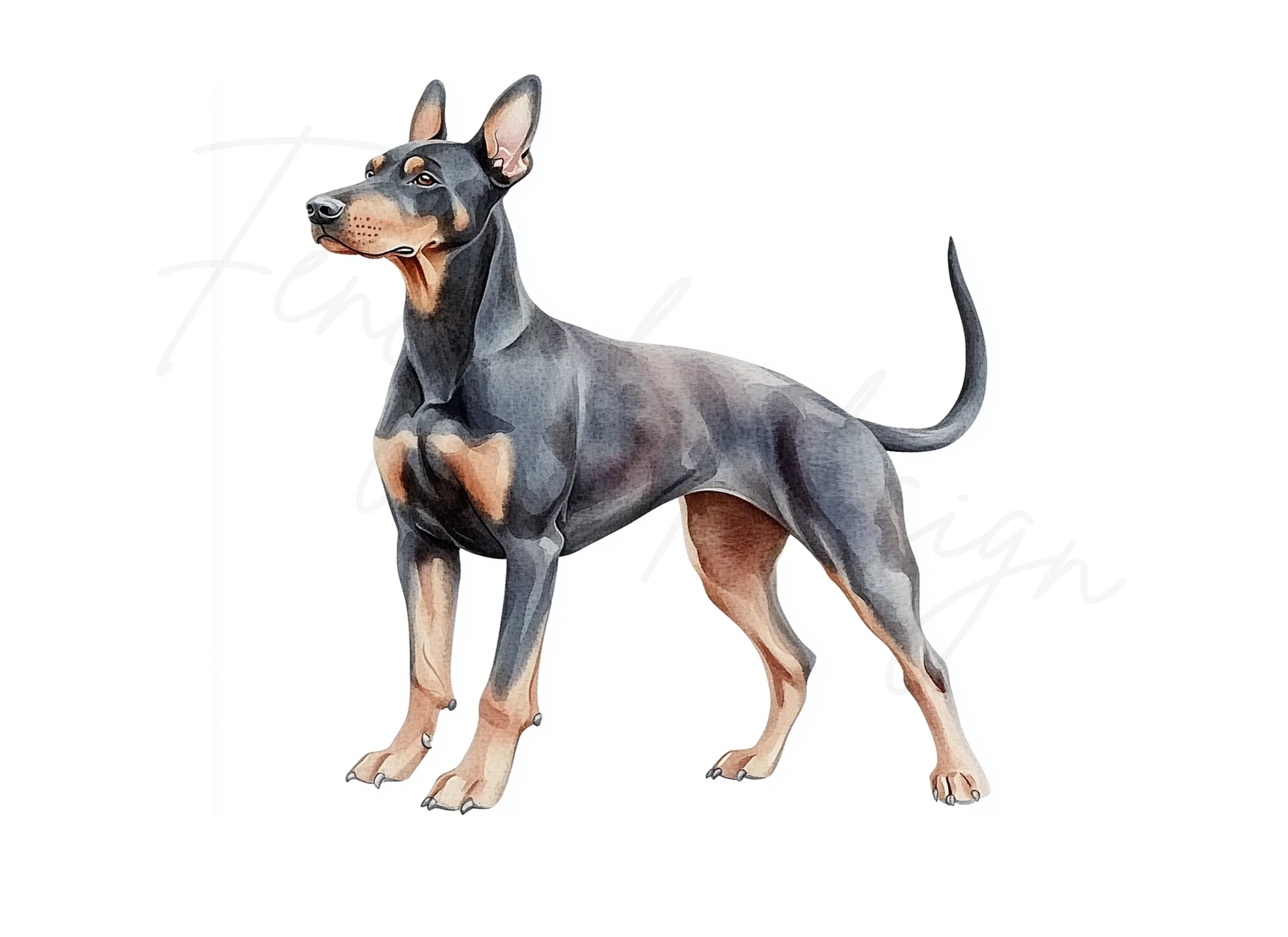 Elegant Doberman Dog Clipart Bundle