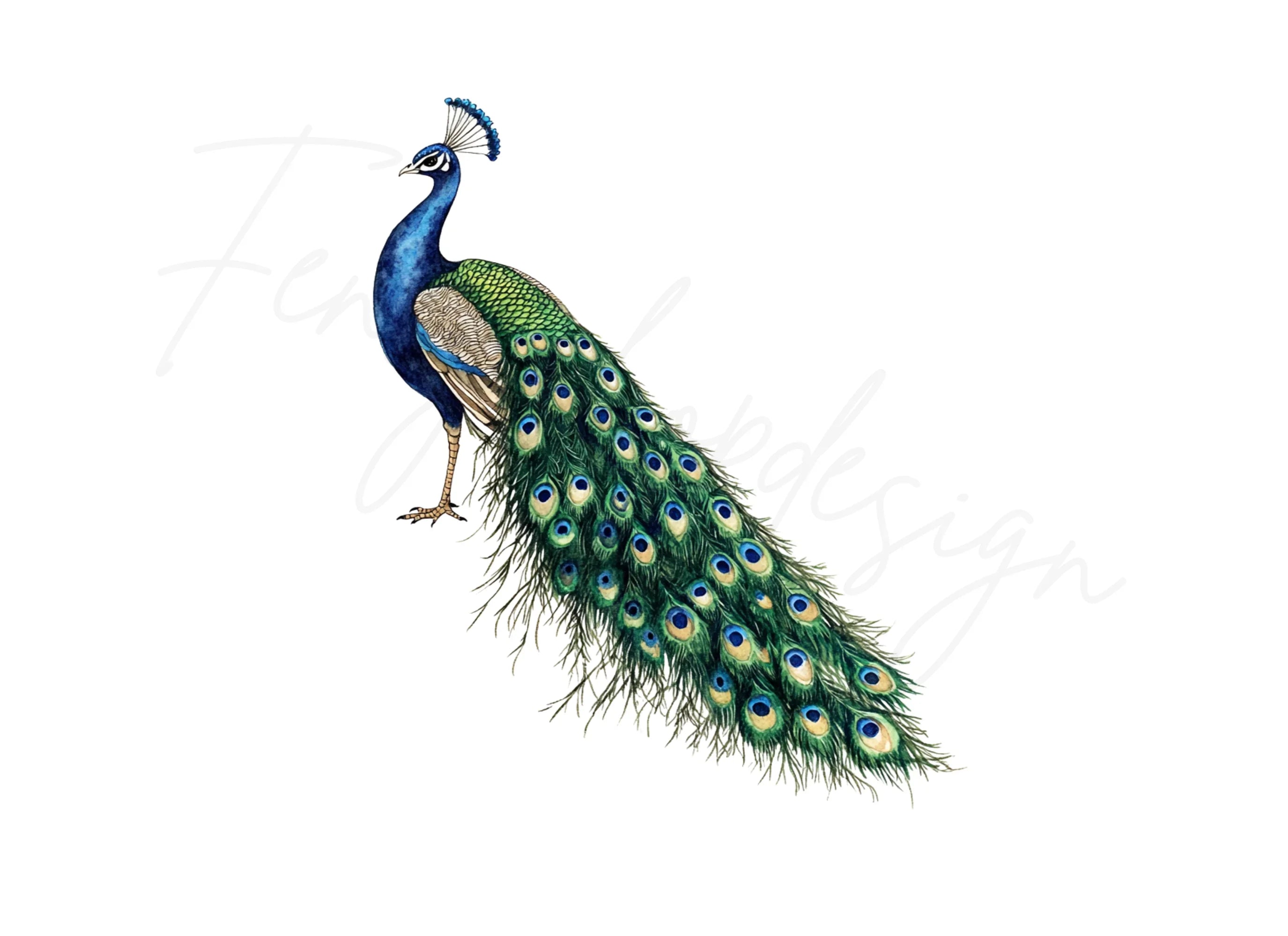 Vibrant Peacock Illustrations Clipart Bundle