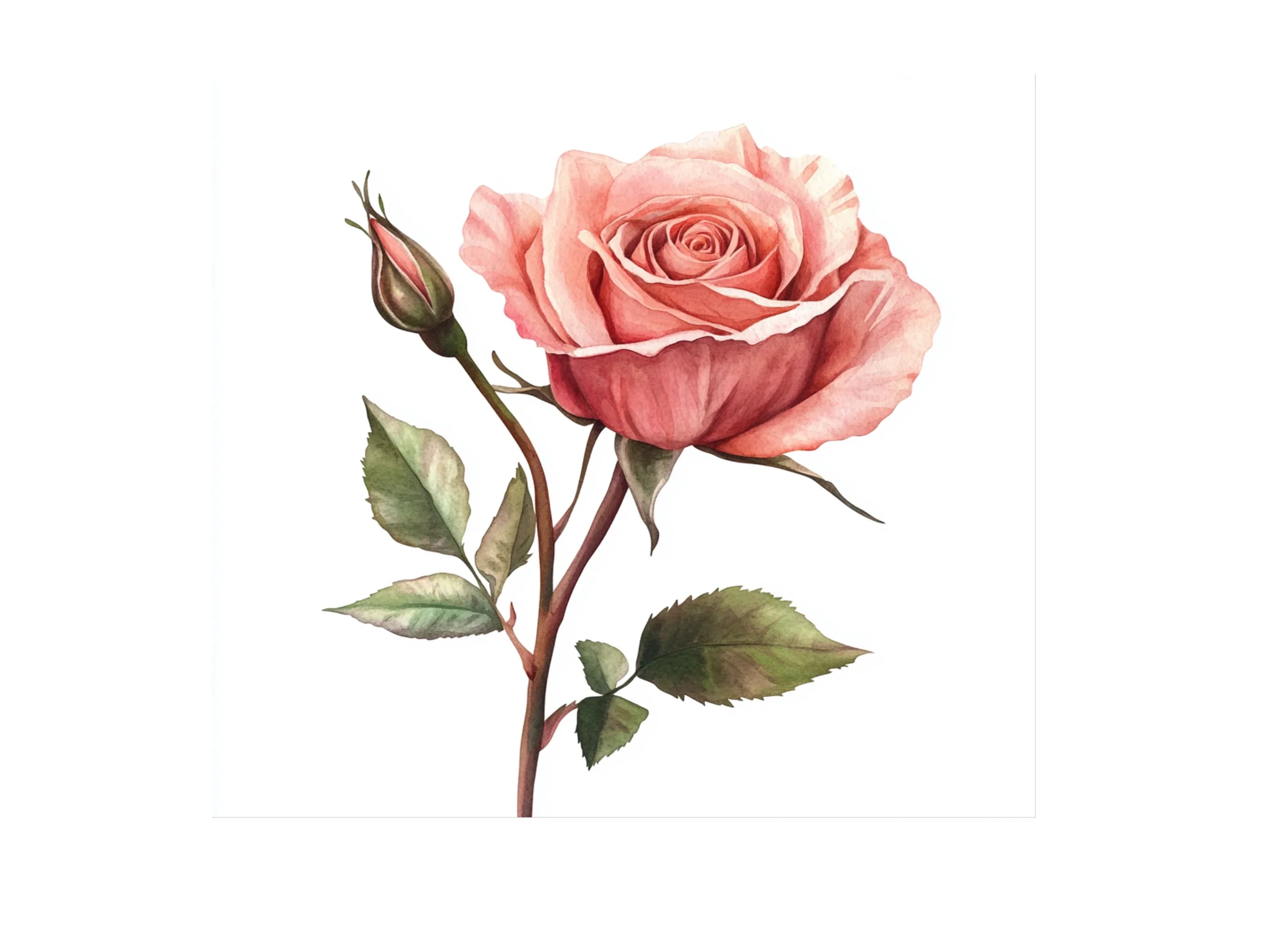 Elegant Pink Rose Clipart Bundle