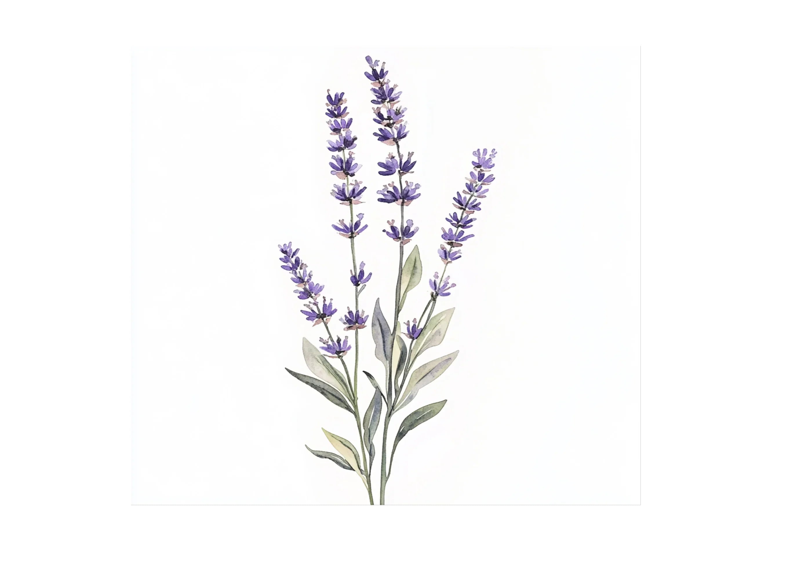 Lavender Clipart Bundle