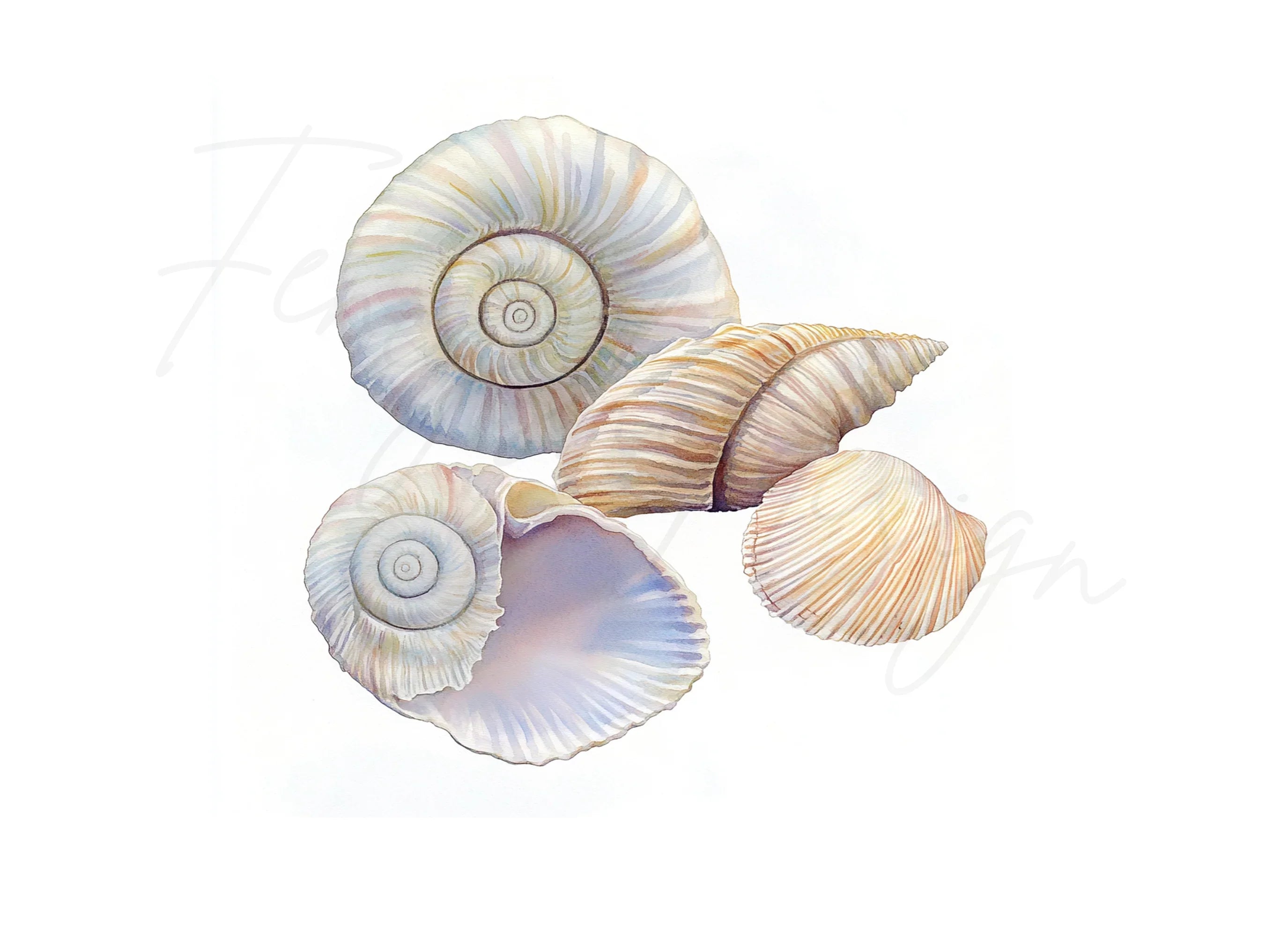 Seashells Clipart Bundle