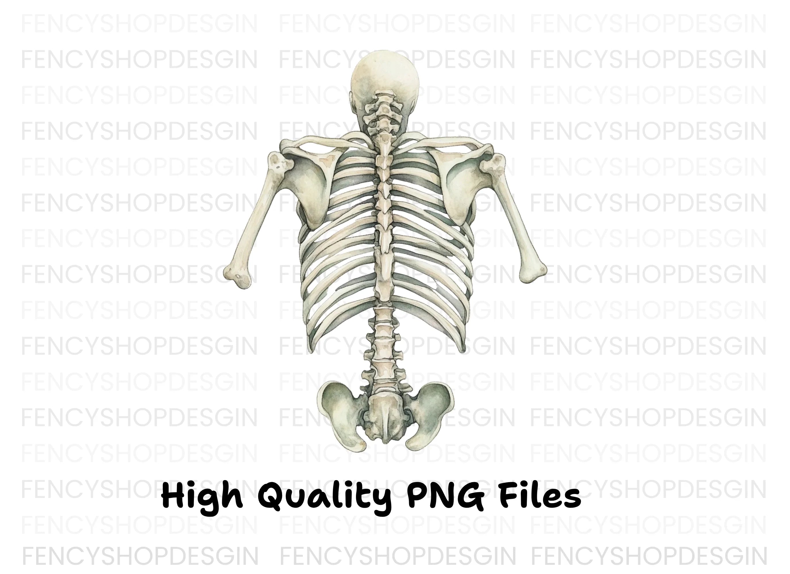 Human Torso Skeleton Back View Clipart Bundle