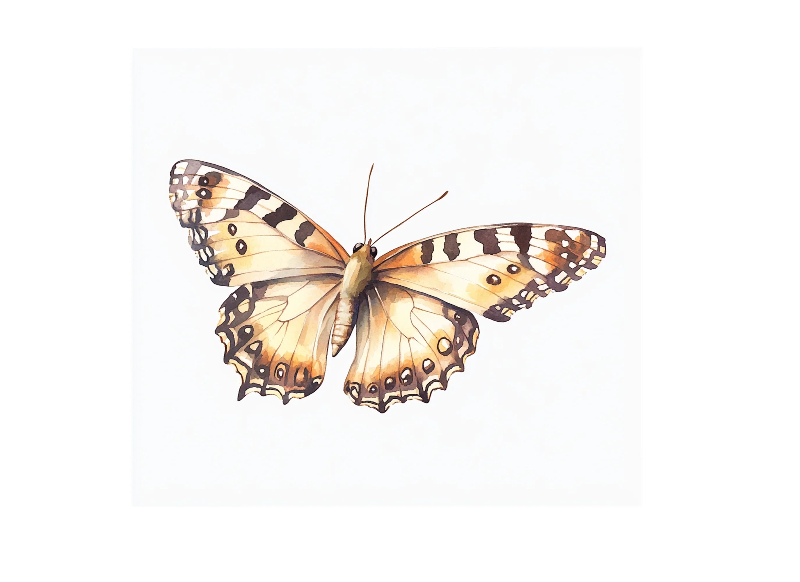 Painted Lady Butterfly Clipart Bundle