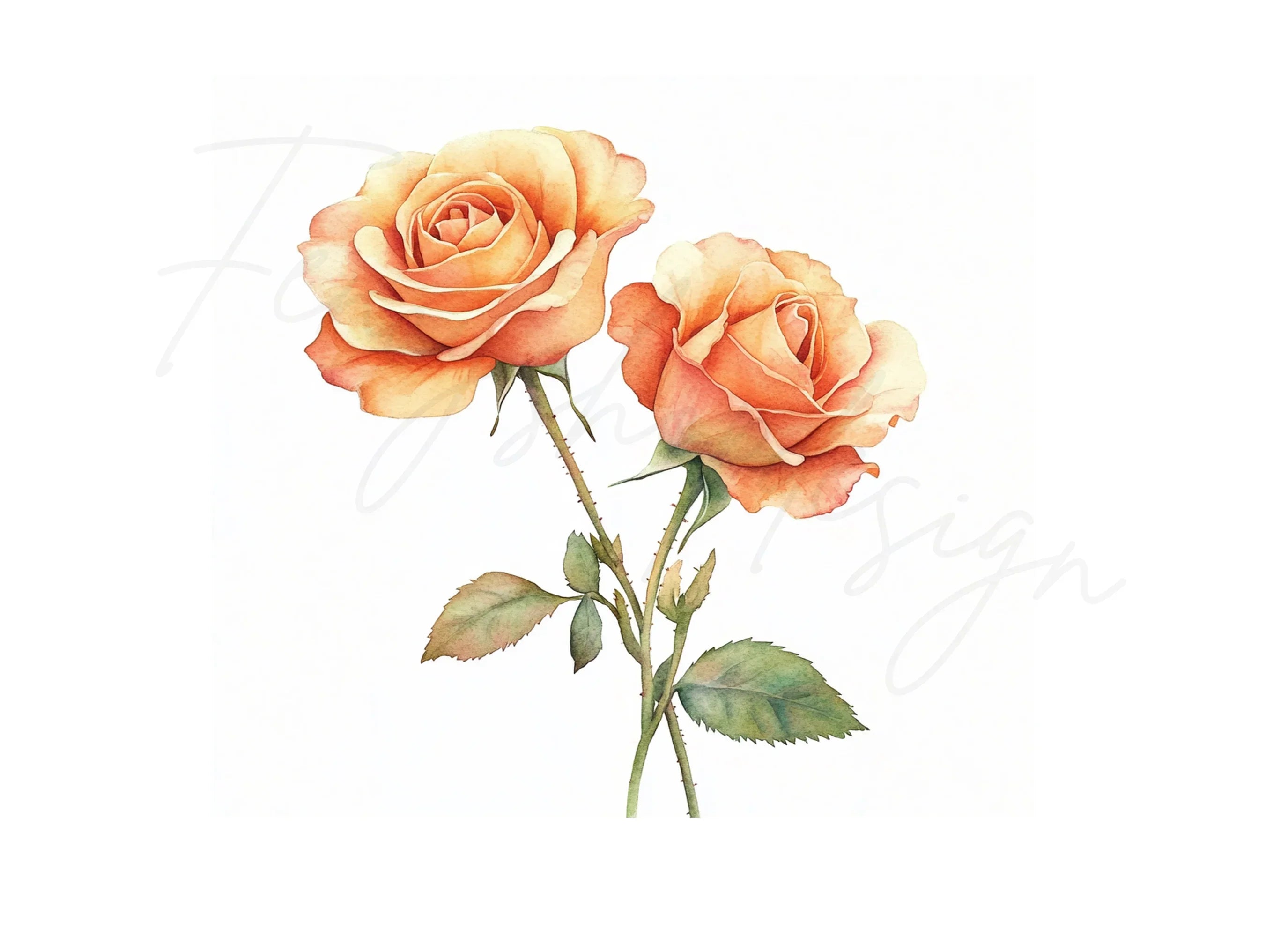 Elegant Peach Rose Clipart Bundle