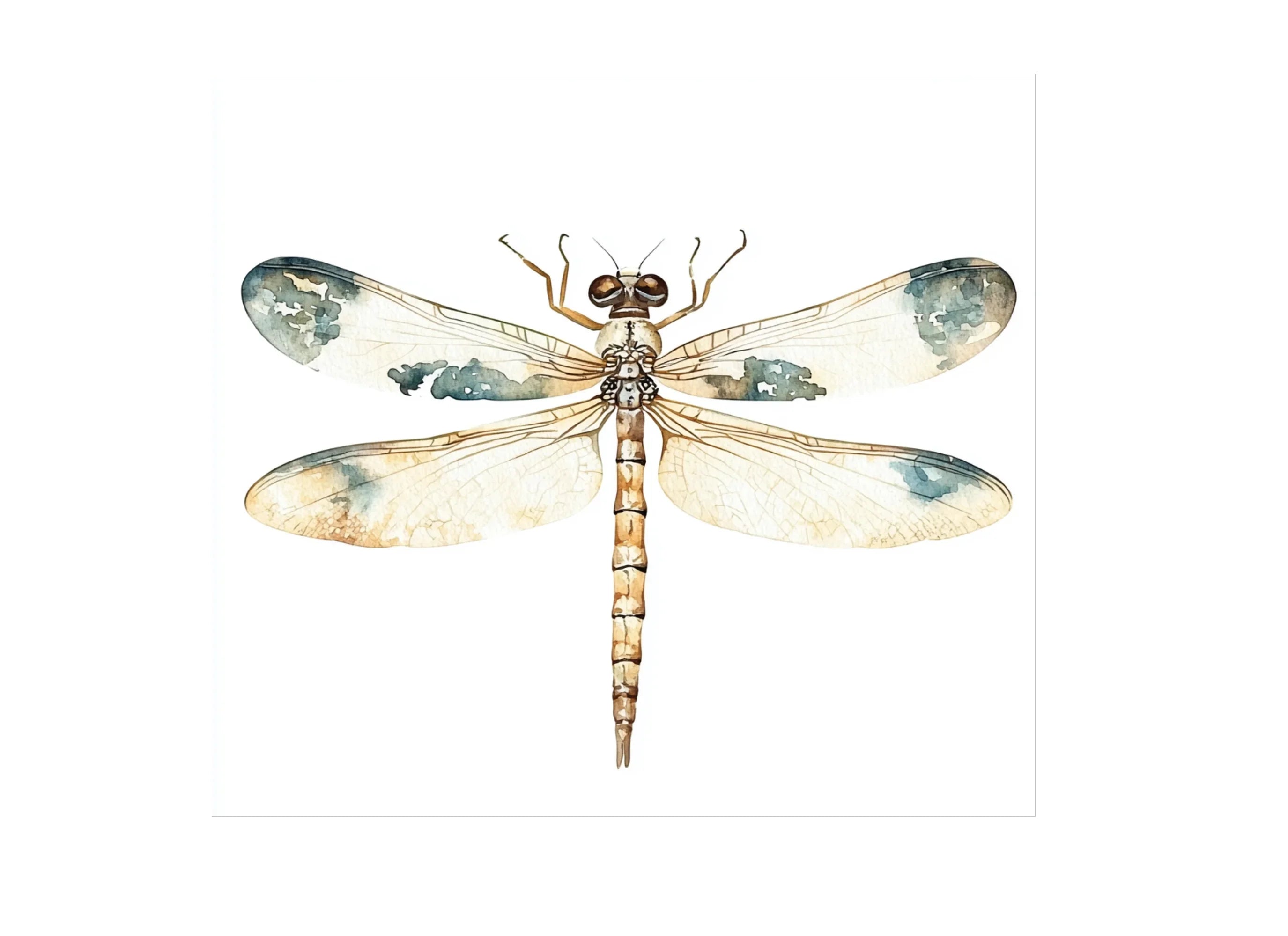 Delicate Dragonfly Clipart Bundle